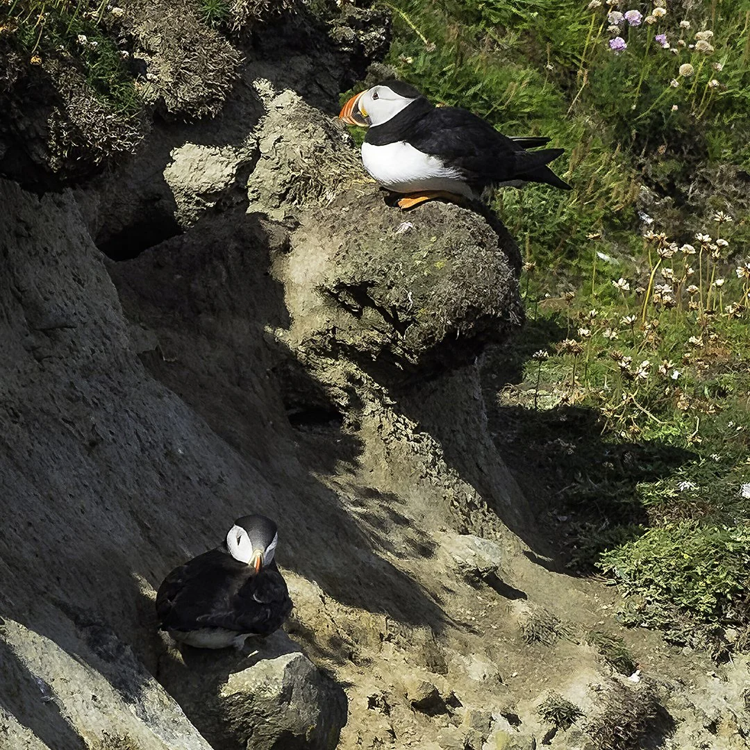 Adult puffin and juvenile at Sumburgh Head
