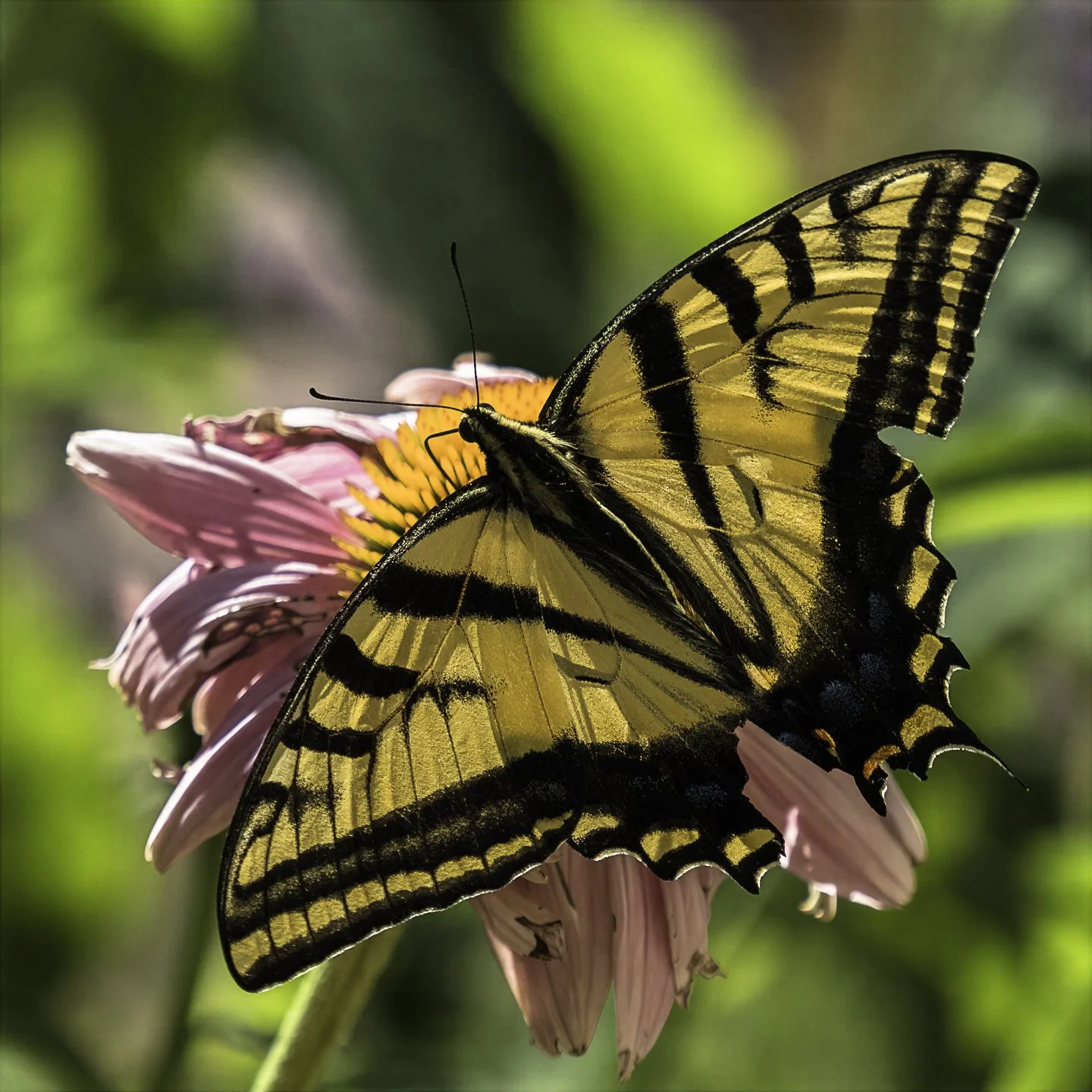 WTigerSwallowtail_7170022-topaz-wonder.jpg