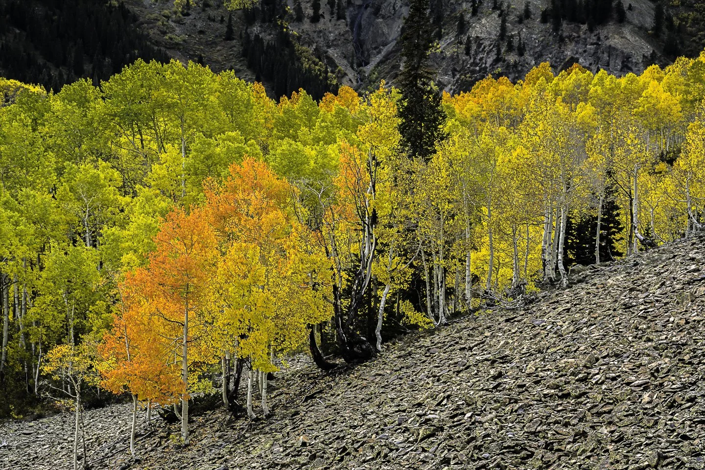 Aspen near Ohio Pass (2014)
