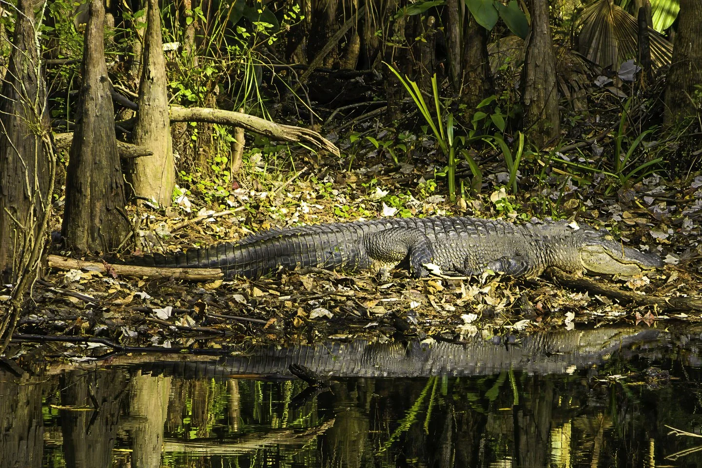 American Alligator (2006)