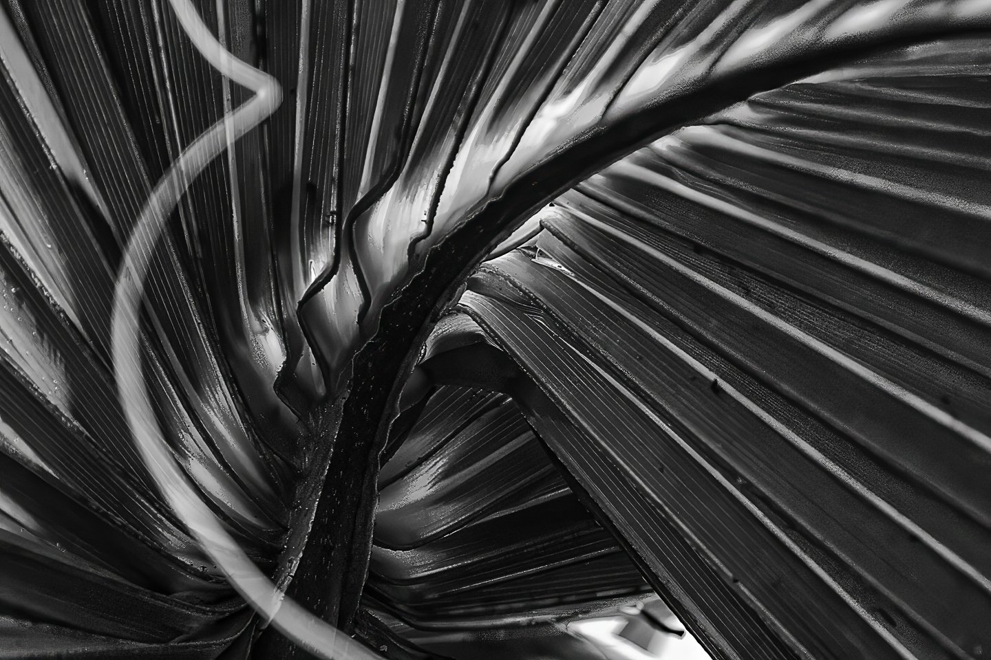 Palmetto (2006)