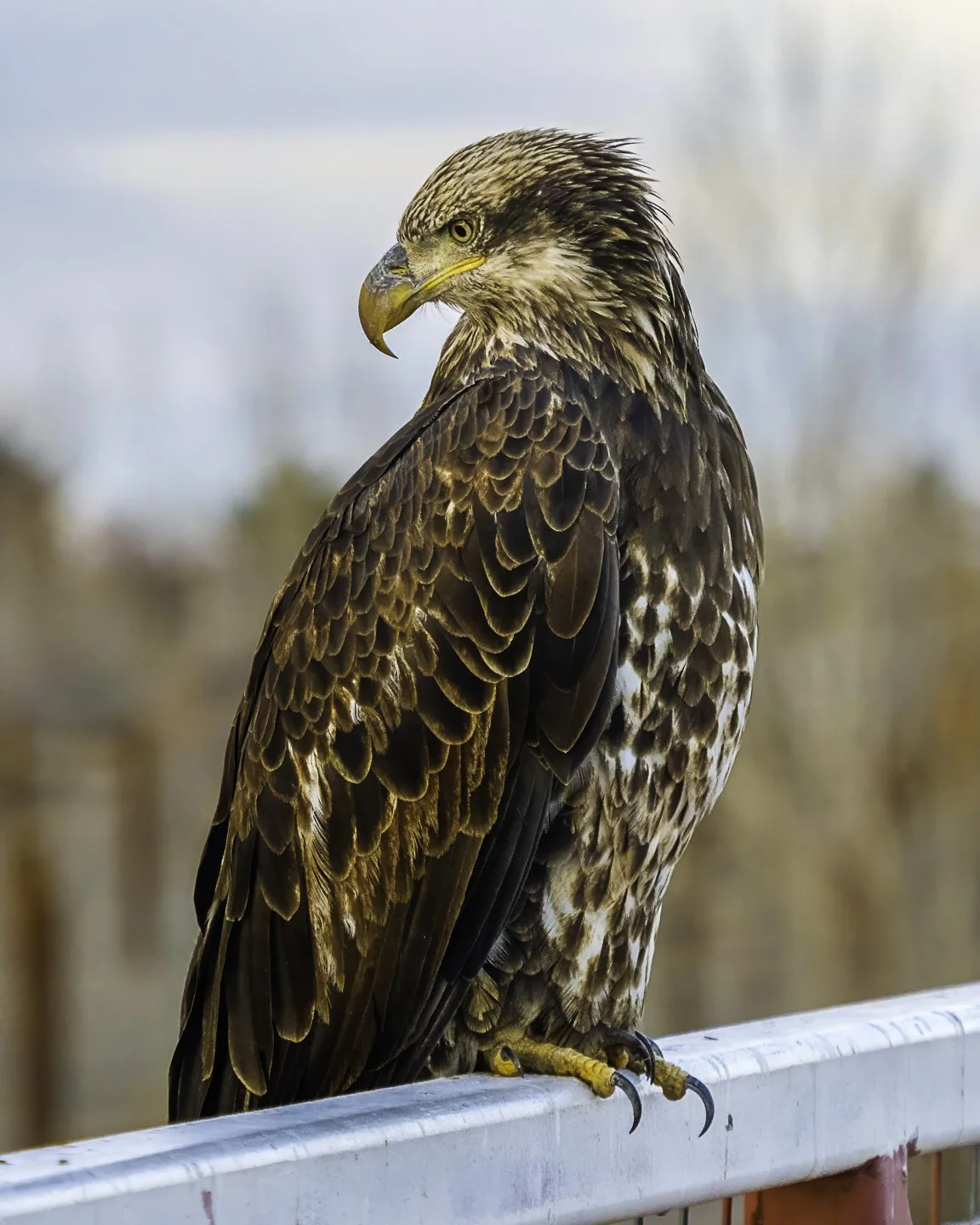 Juvenile Bald Eagle, Wild Animal Sanctuary, Keenesburg (2024)