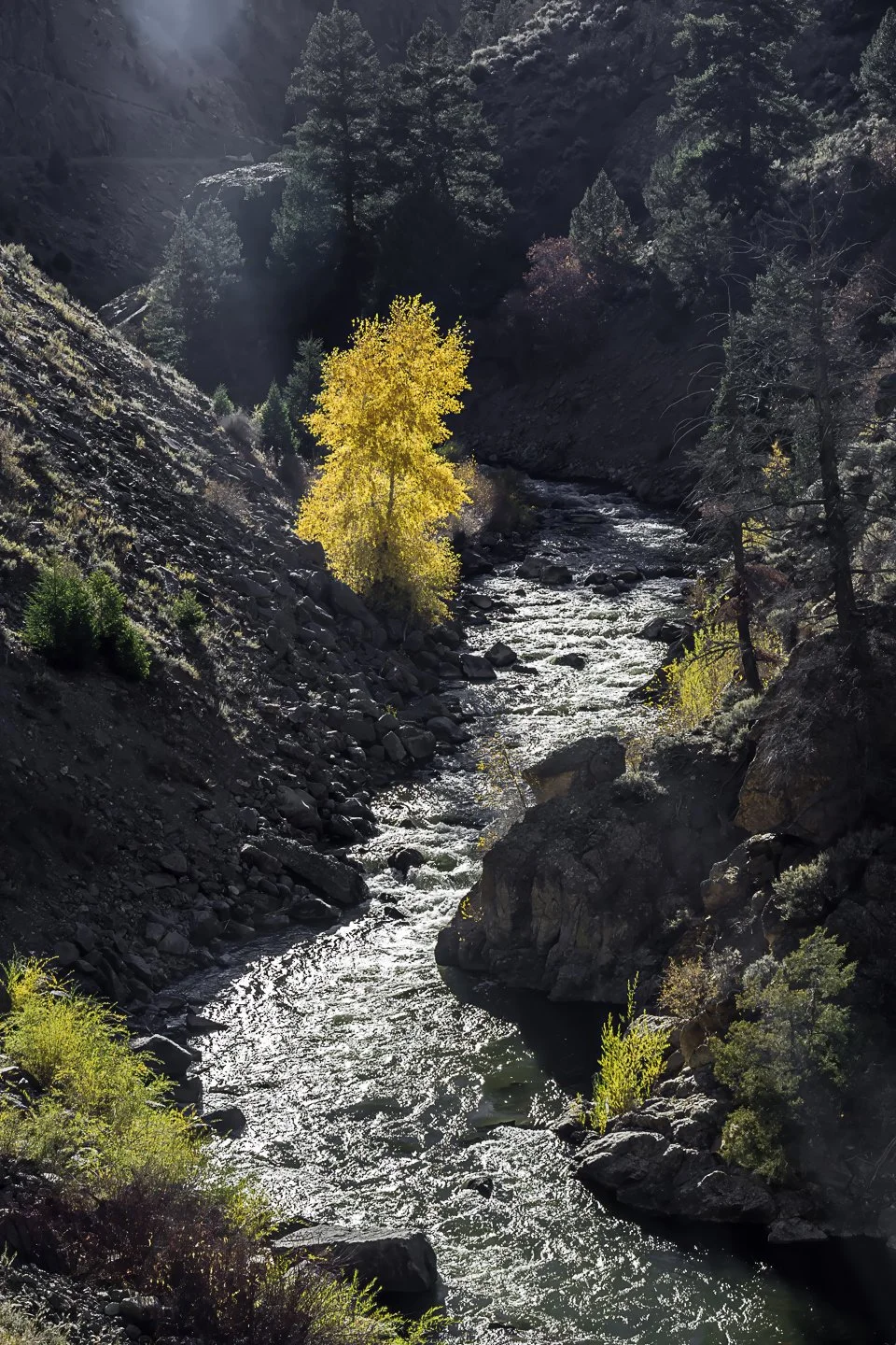 Gunnison River tributary below Morrow Point Dam (2017)