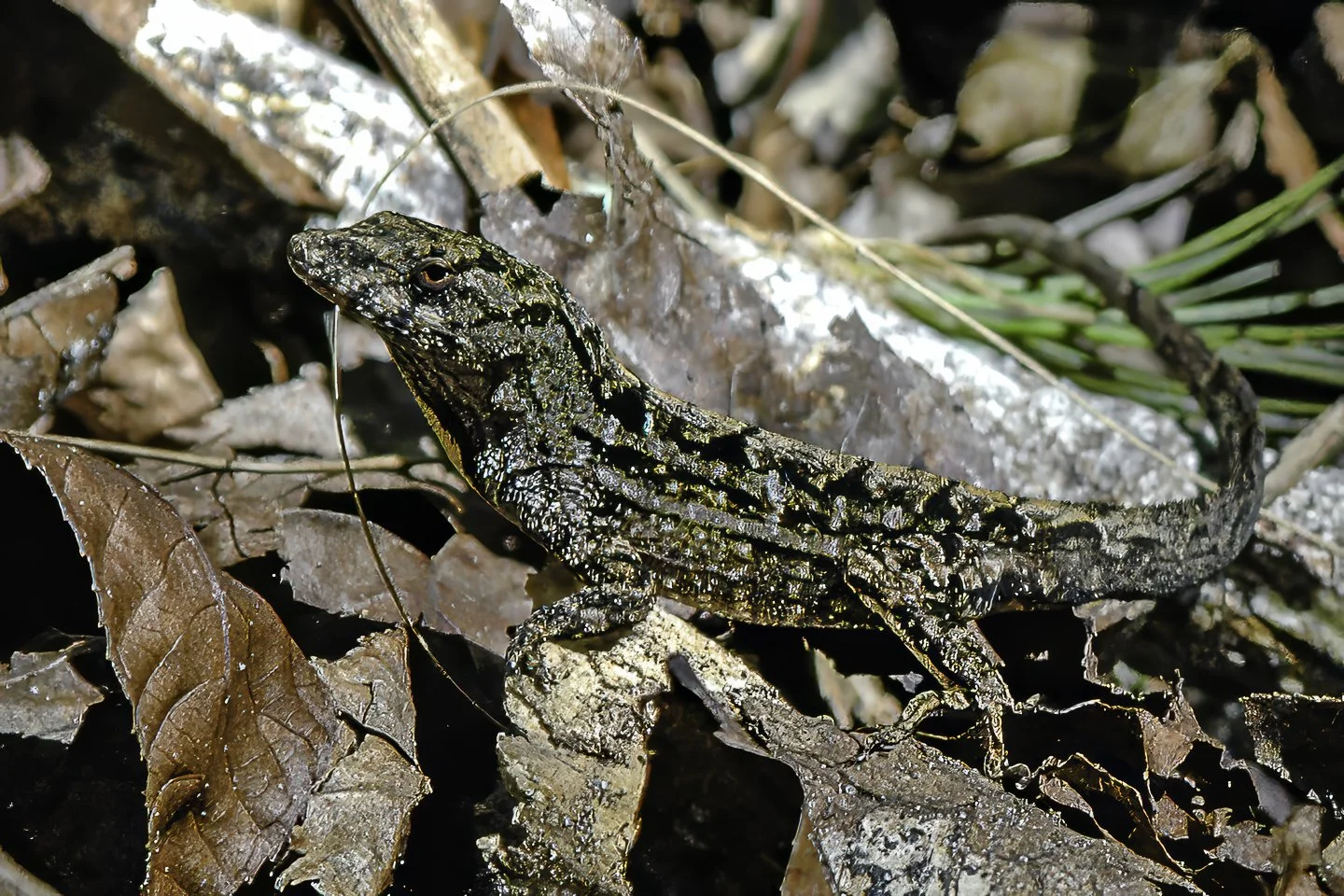 Lizard (2004)
