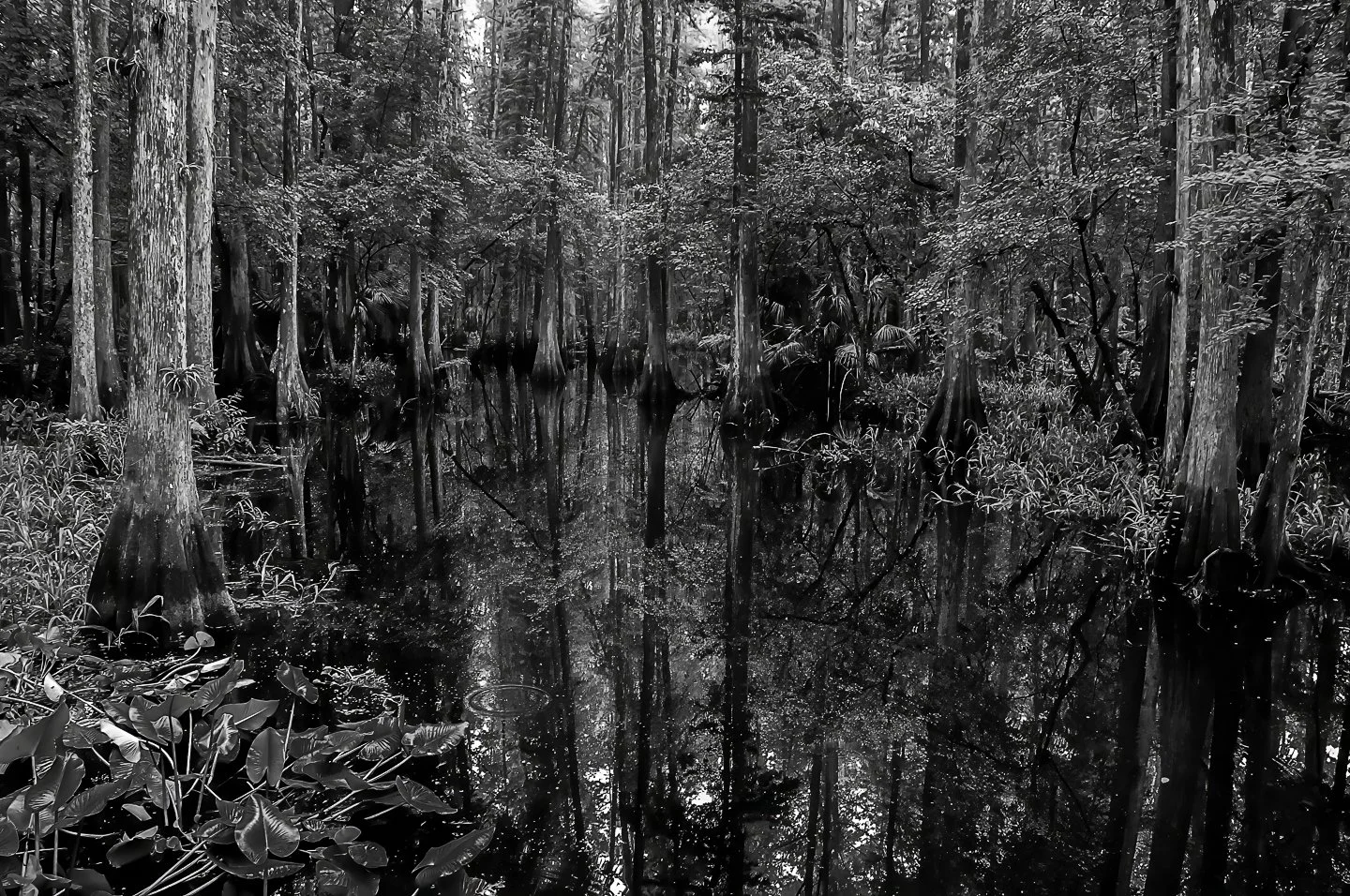 Cypress swamp (2010)