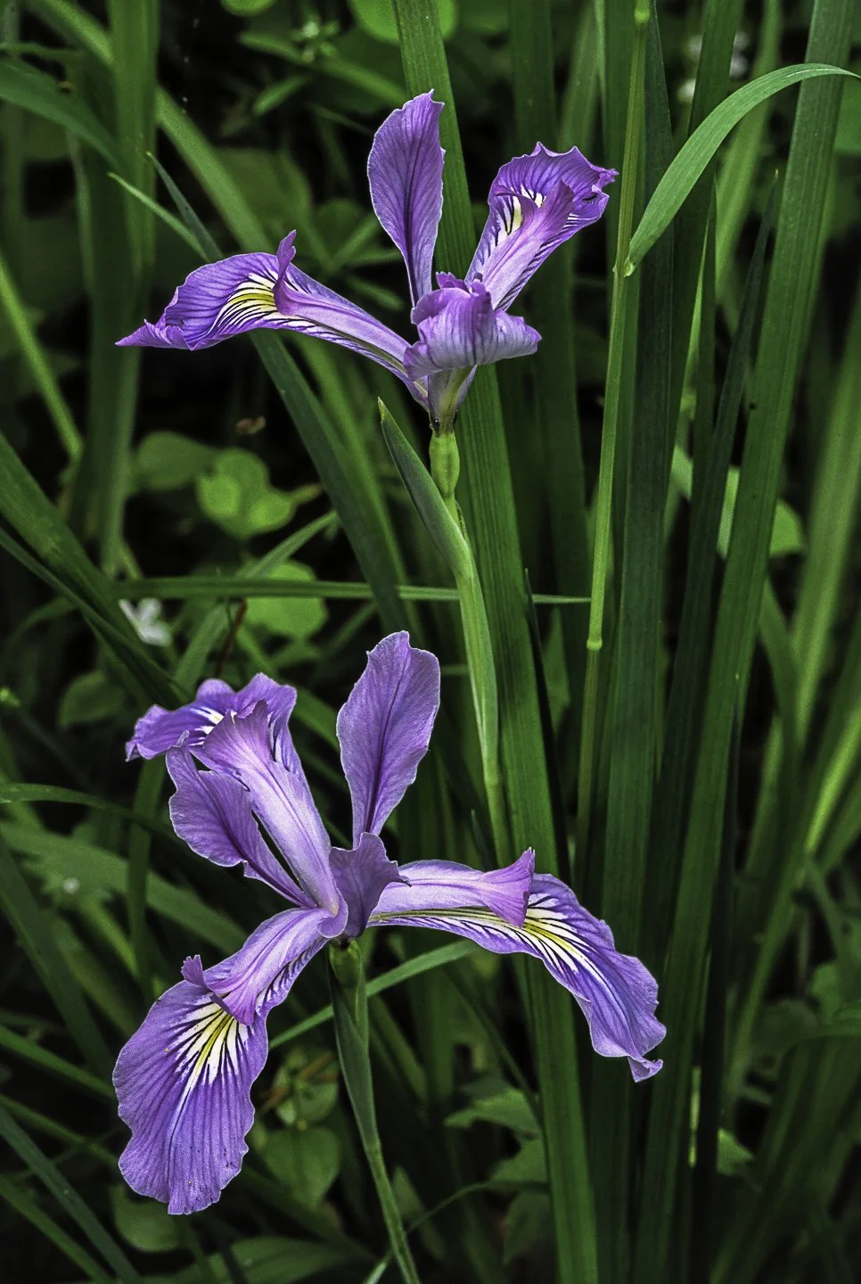 Wild Iris, Oregon (1994)

