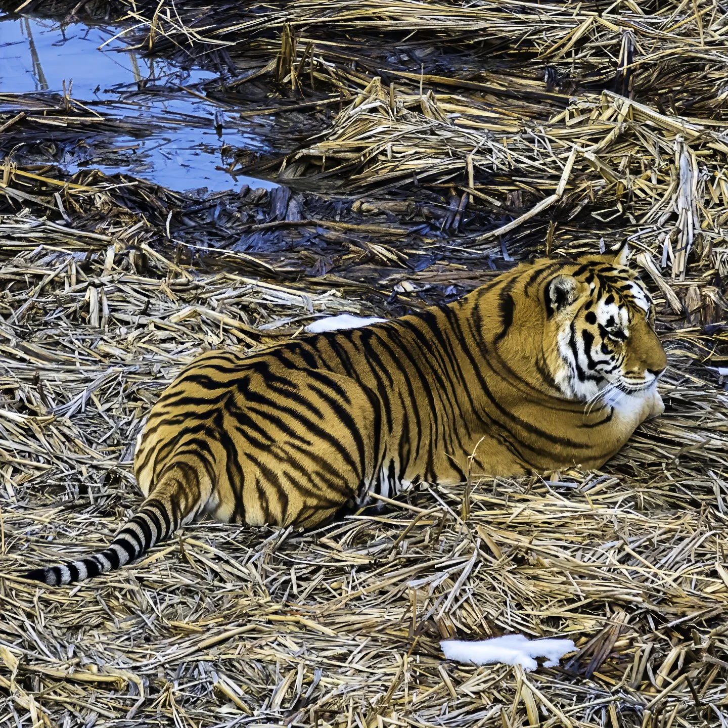 Wild Animal Sanctuary, Keenesburg (2024)