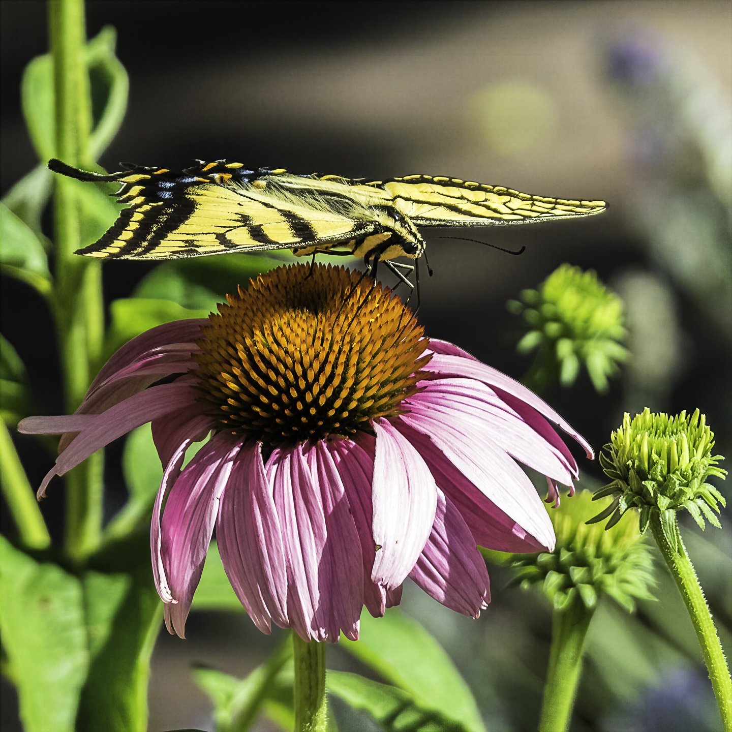 WTigerSwallowtail_7110028-topaz-wonder.jpg