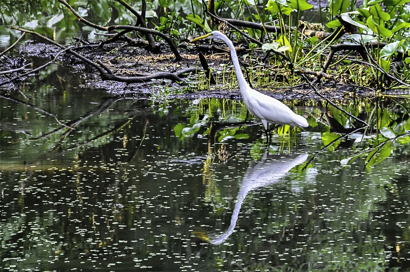 Great Egret (2011)