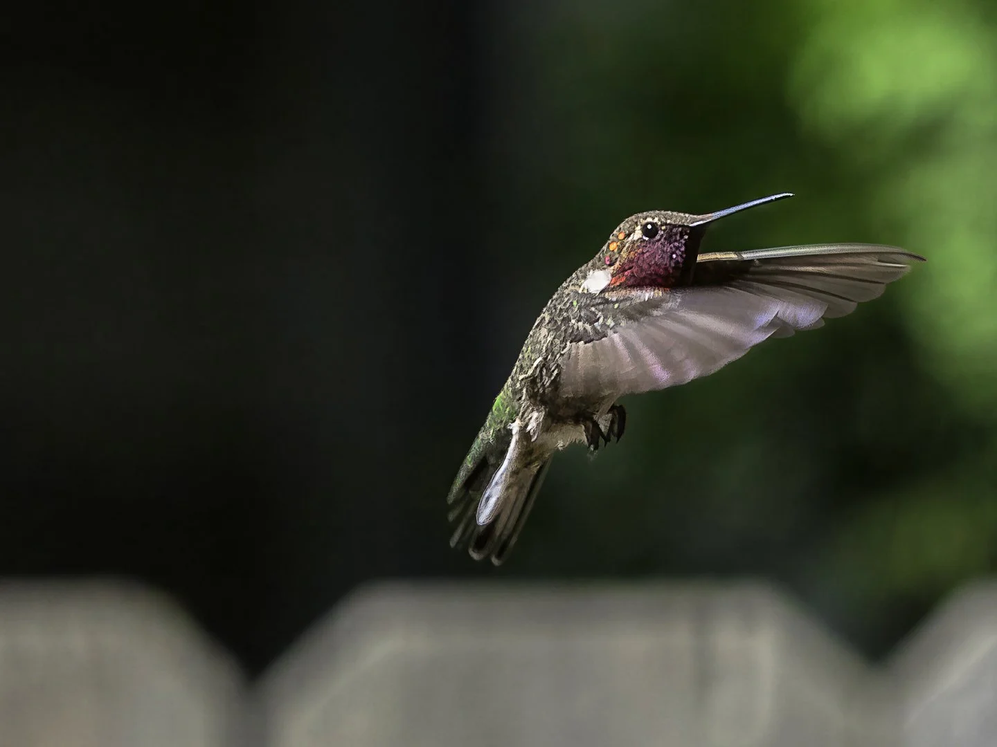 Anna's Hummingbird, Oregon (2018)