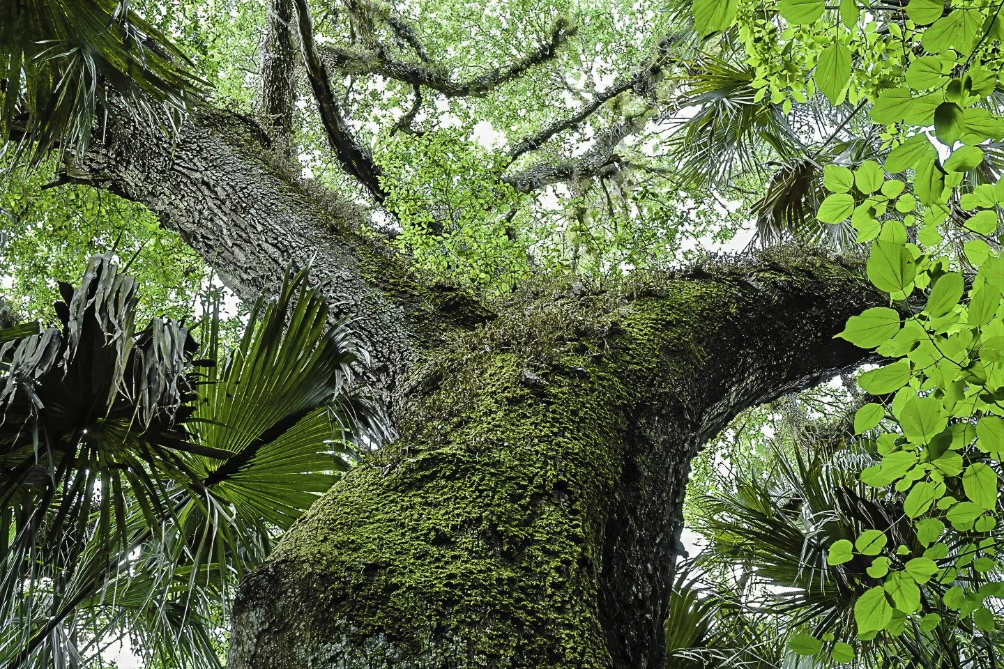 Live oak (2003)