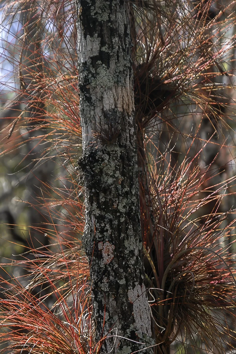 Epiphyte (2005)