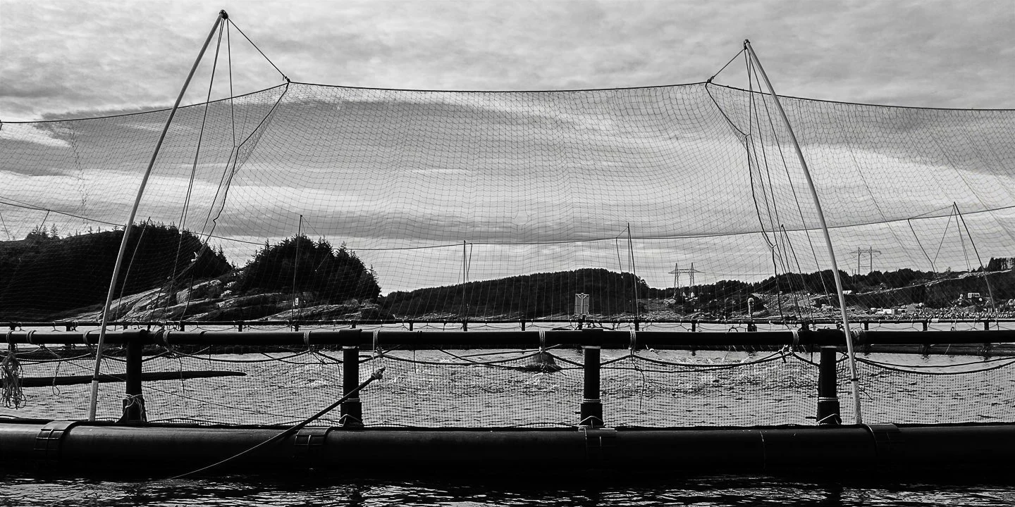 Fsh pen / sea cage showing fish eating pellets (center)