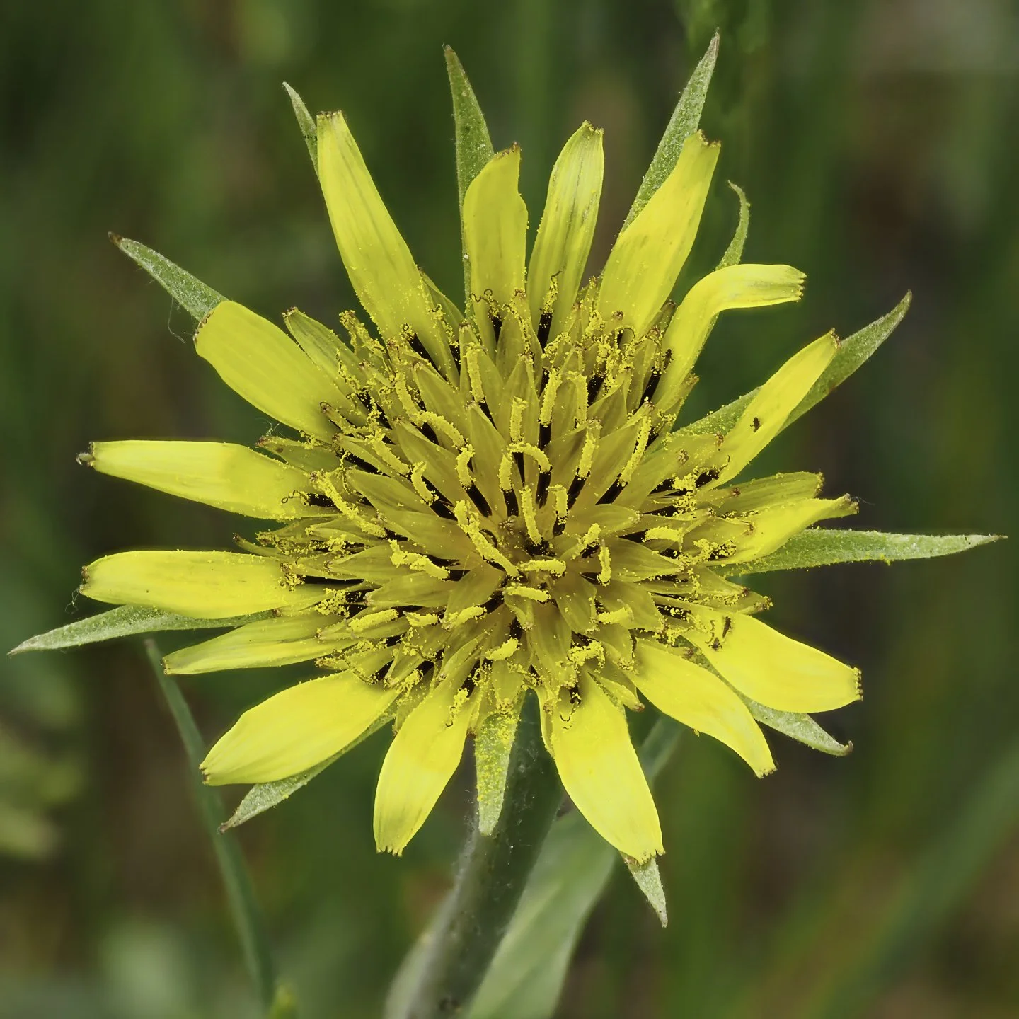 YellowSalsify_6240051-topaz-sharpen-denoise-upscale-2x.jpg