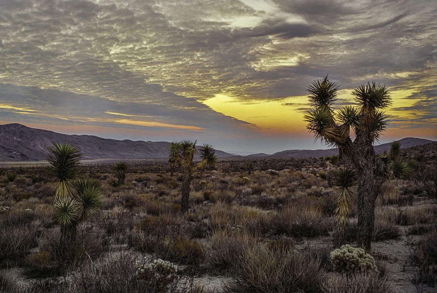 Joshua Tree National Monument (1990)