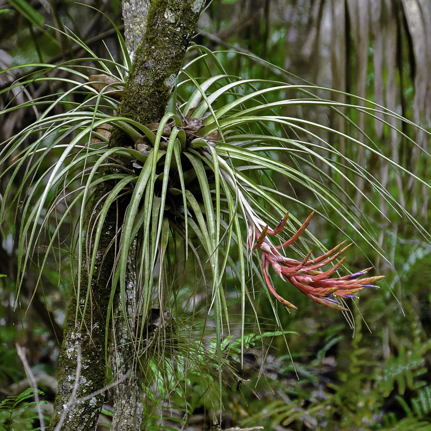 Epiphyte (2014)