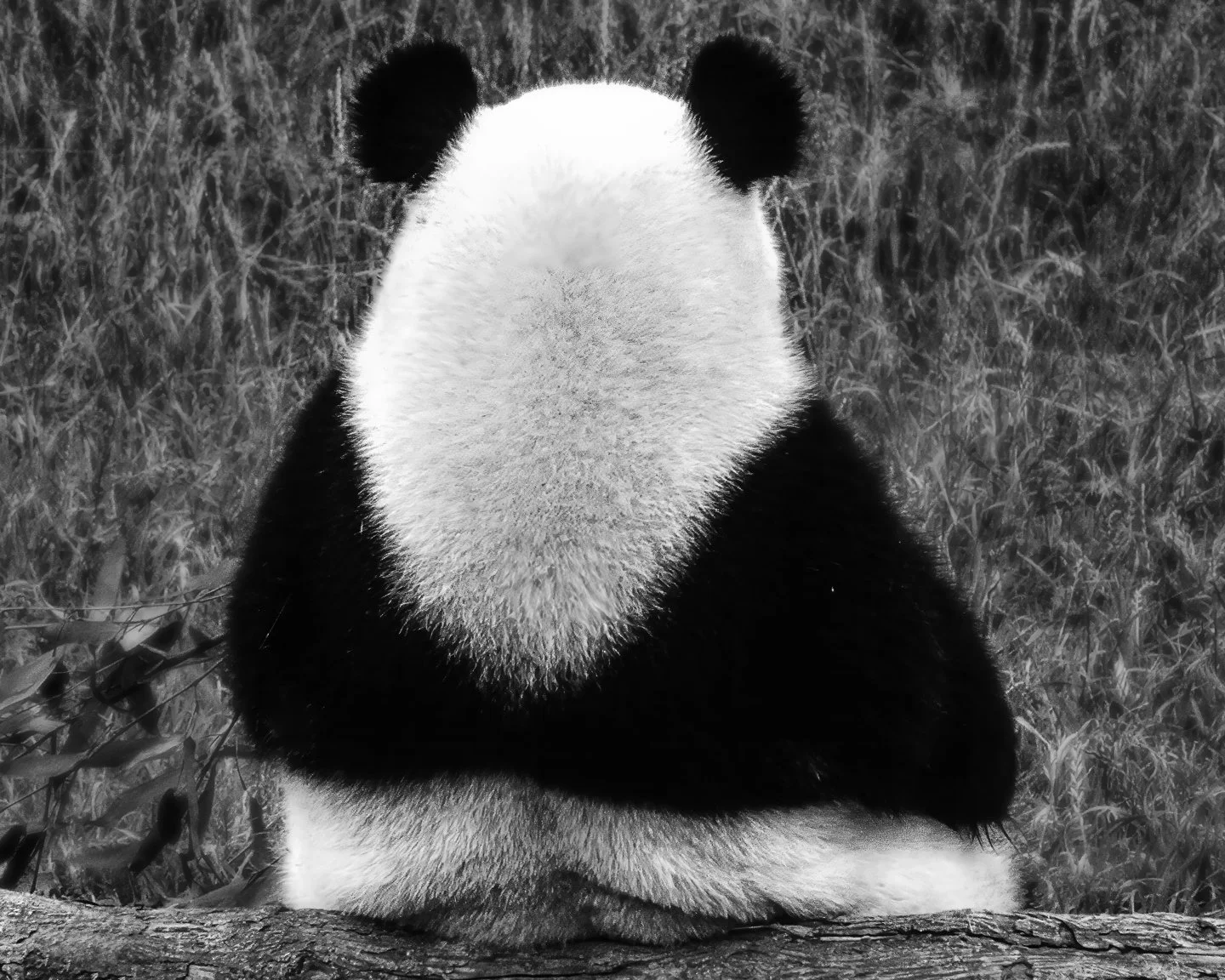 Panda, Chengdu (2002)