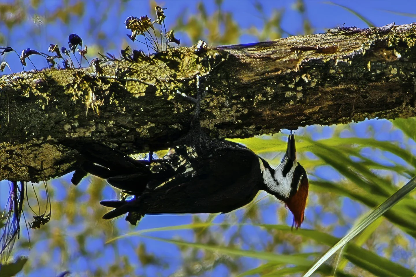 Pileated Woodpecker (2005)