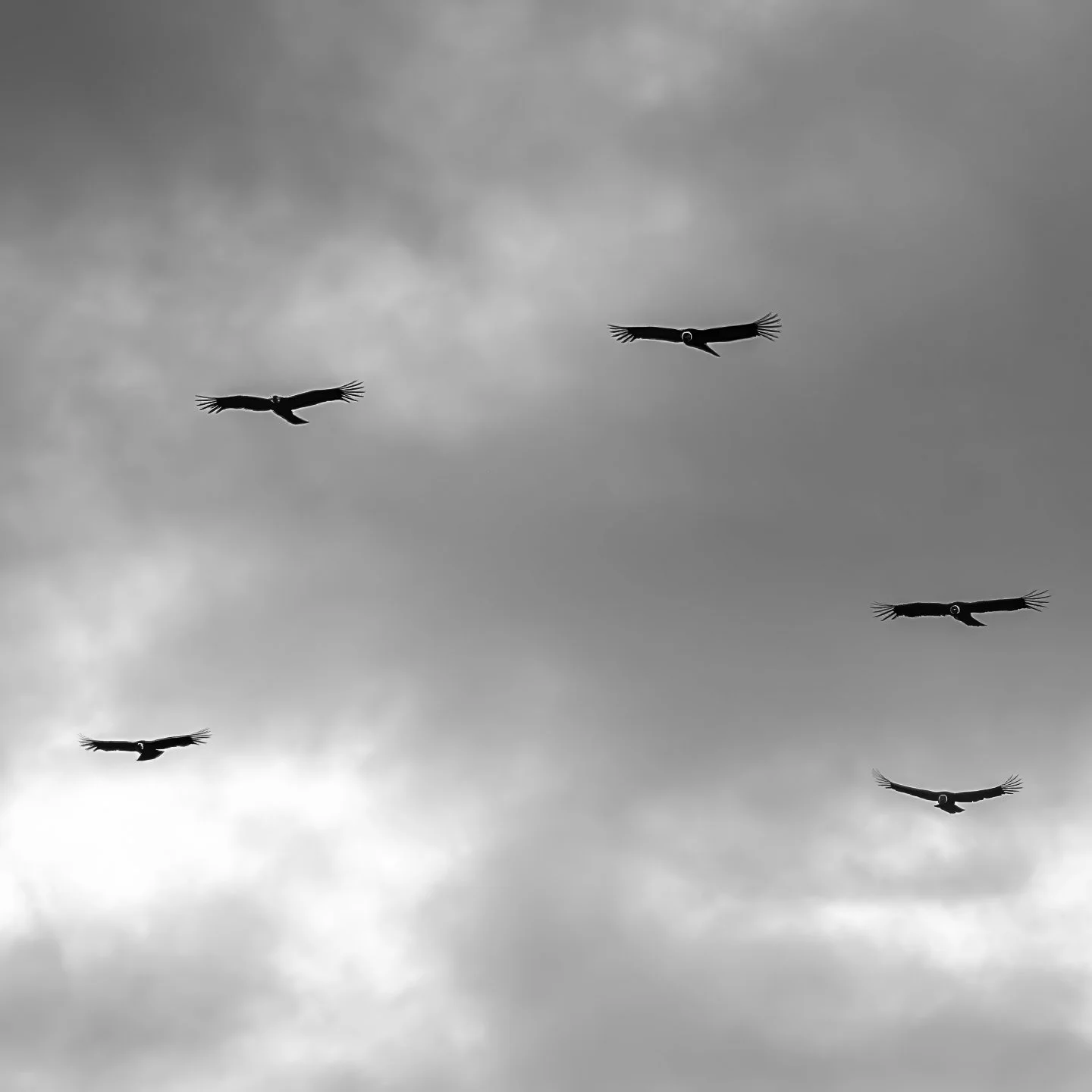 Andean Condors, Chile