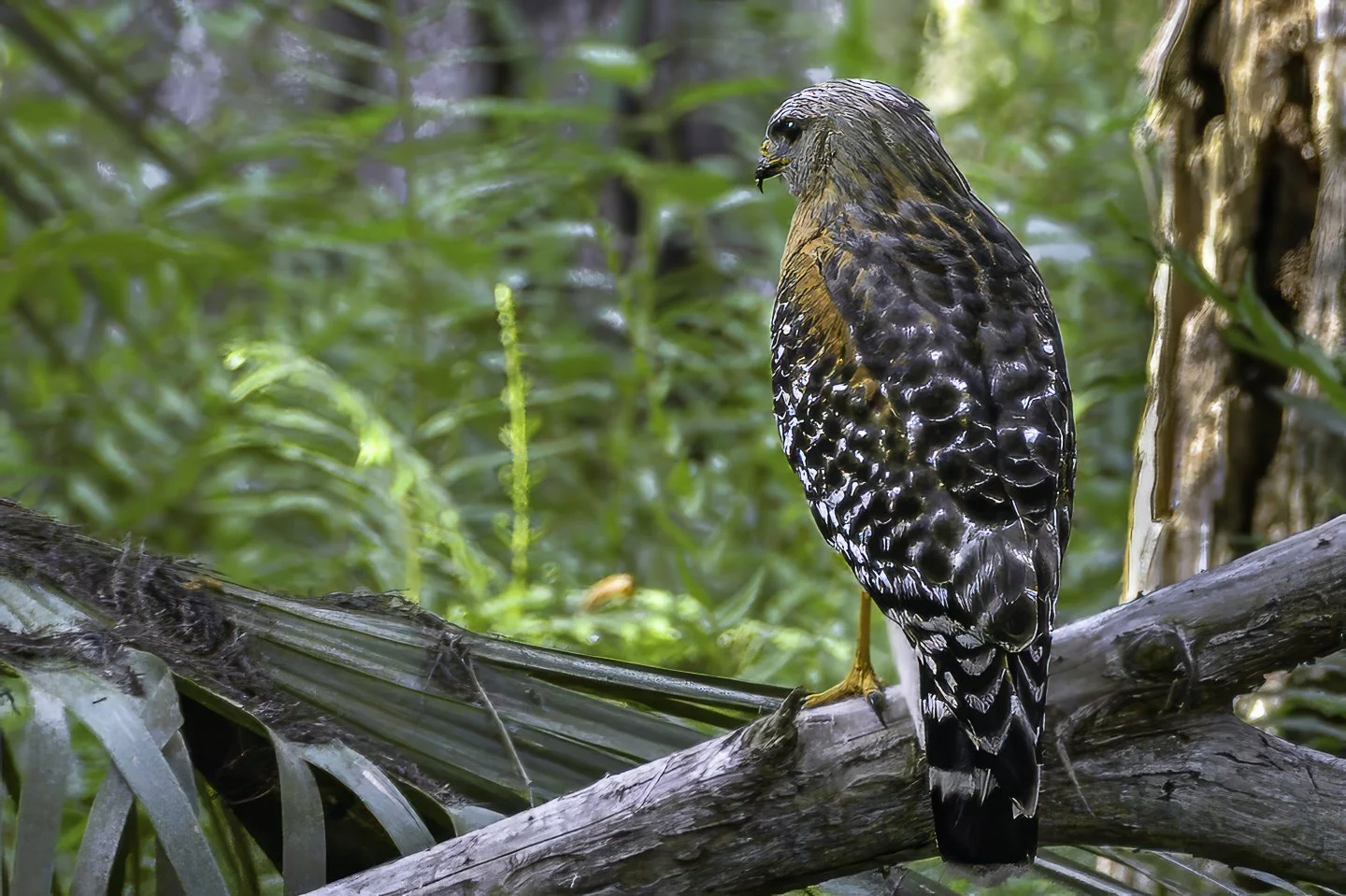 Red Shouldered Hawk (2008)