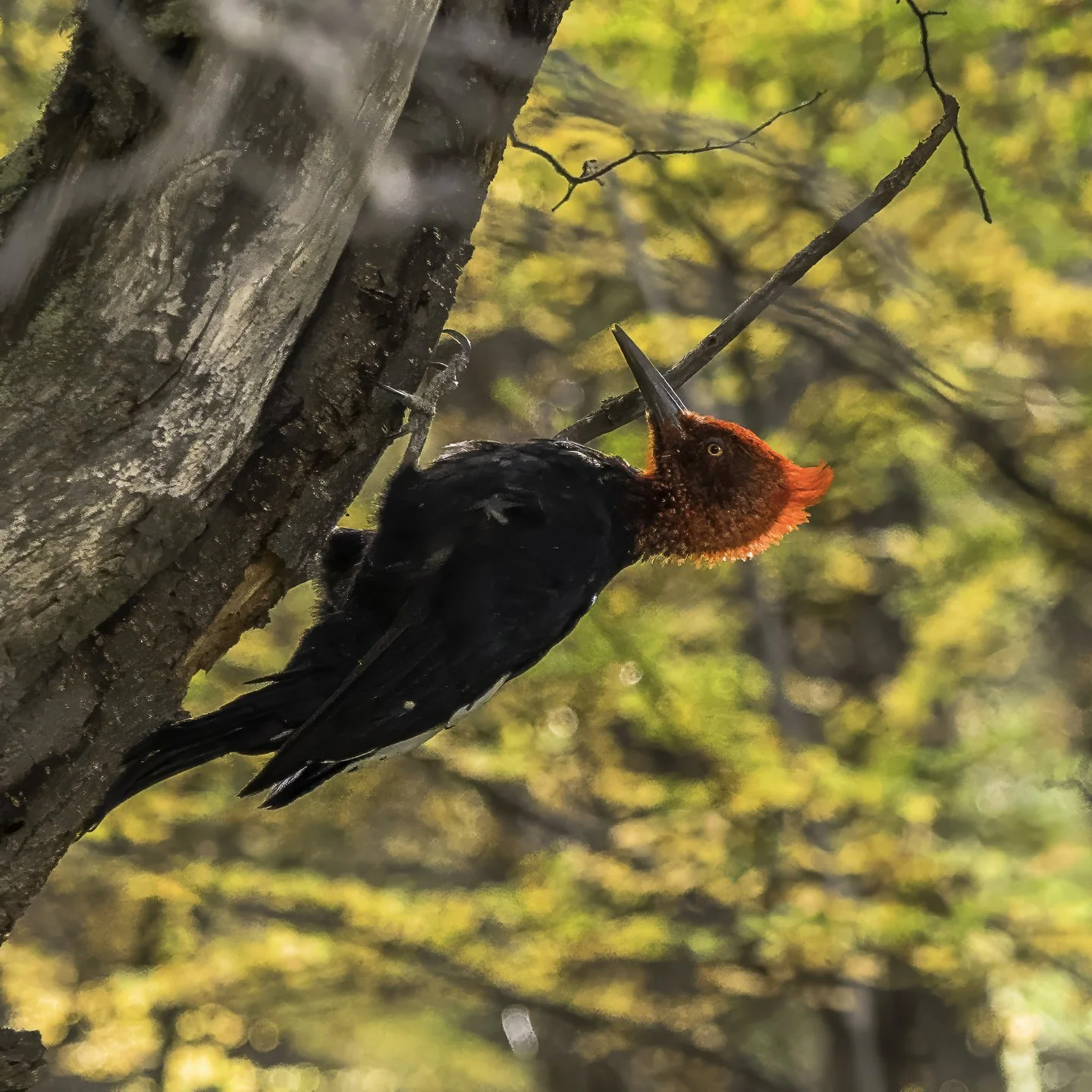Magellanic Woodpecker, Laguna de Los Tres Trail, Los Glaciares National Park, Argentina