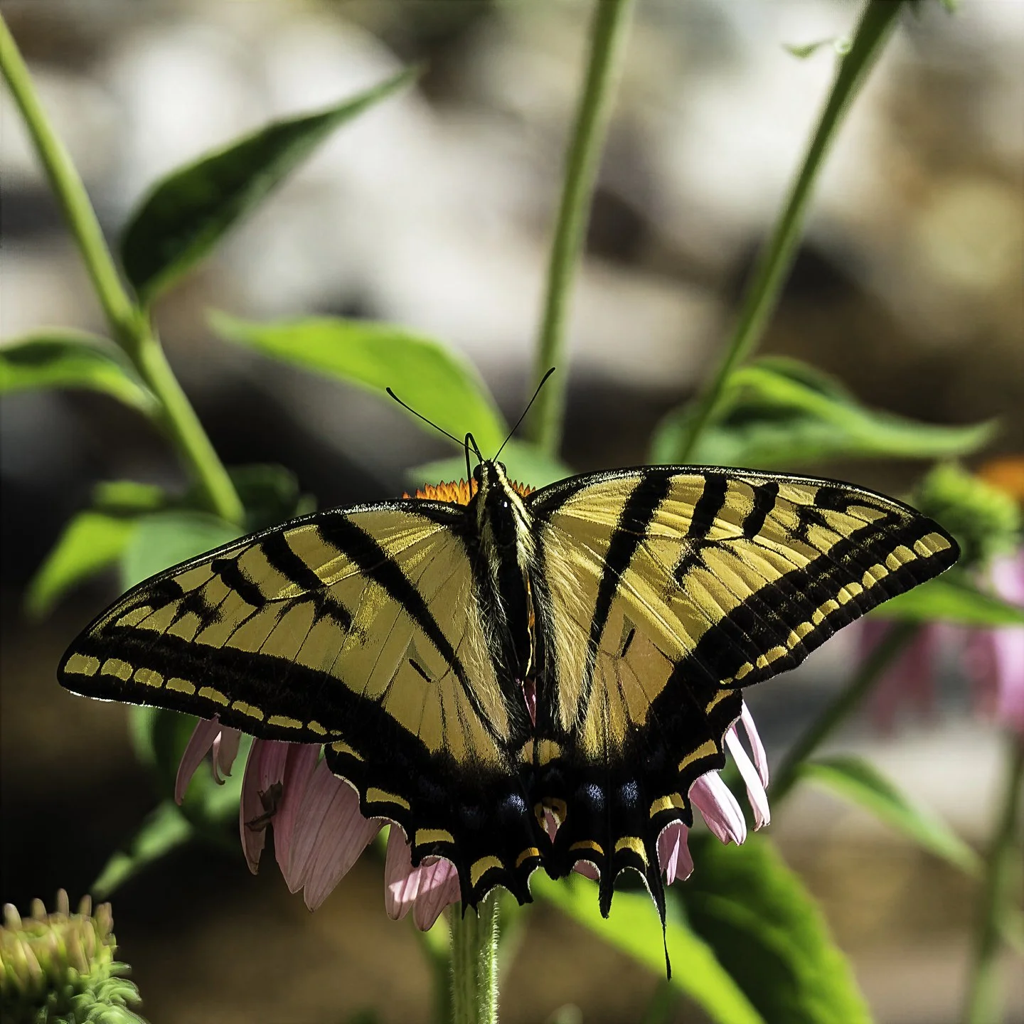 WTigerSwallowtail_7110010-topaz-wonder.jpg