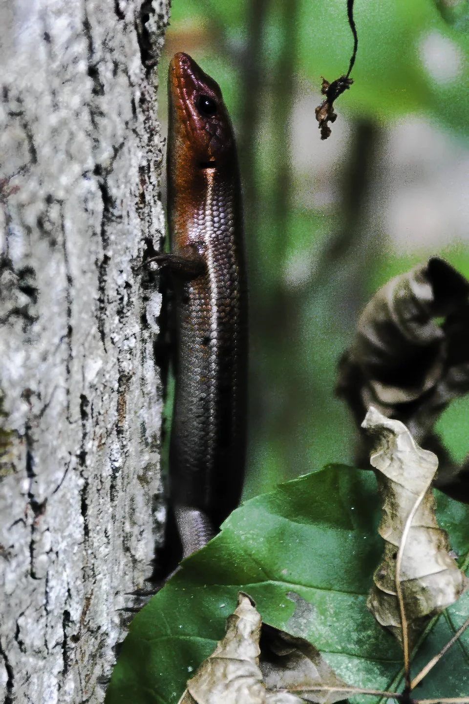 Skink (2004)