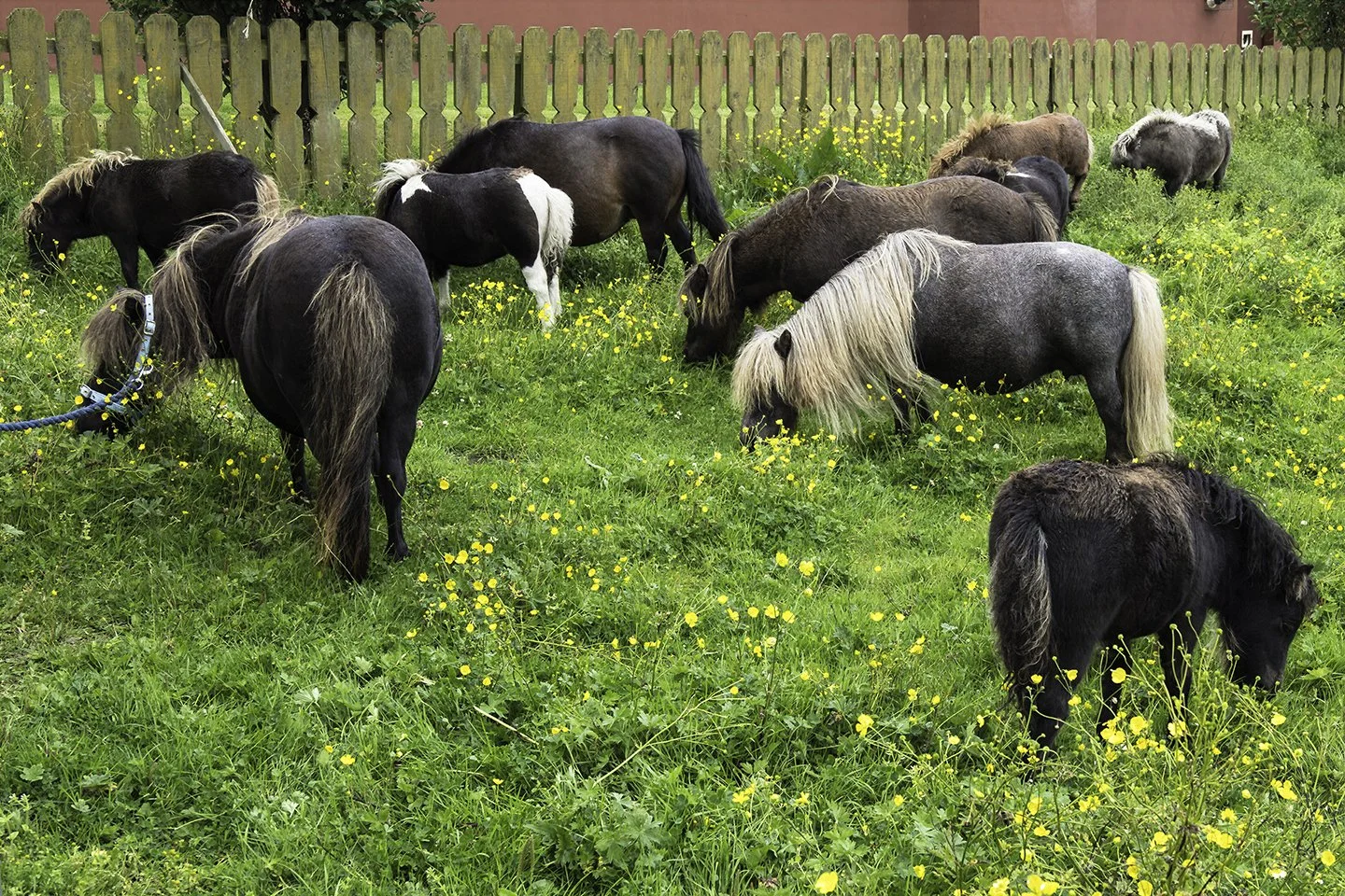 Shetland ponies