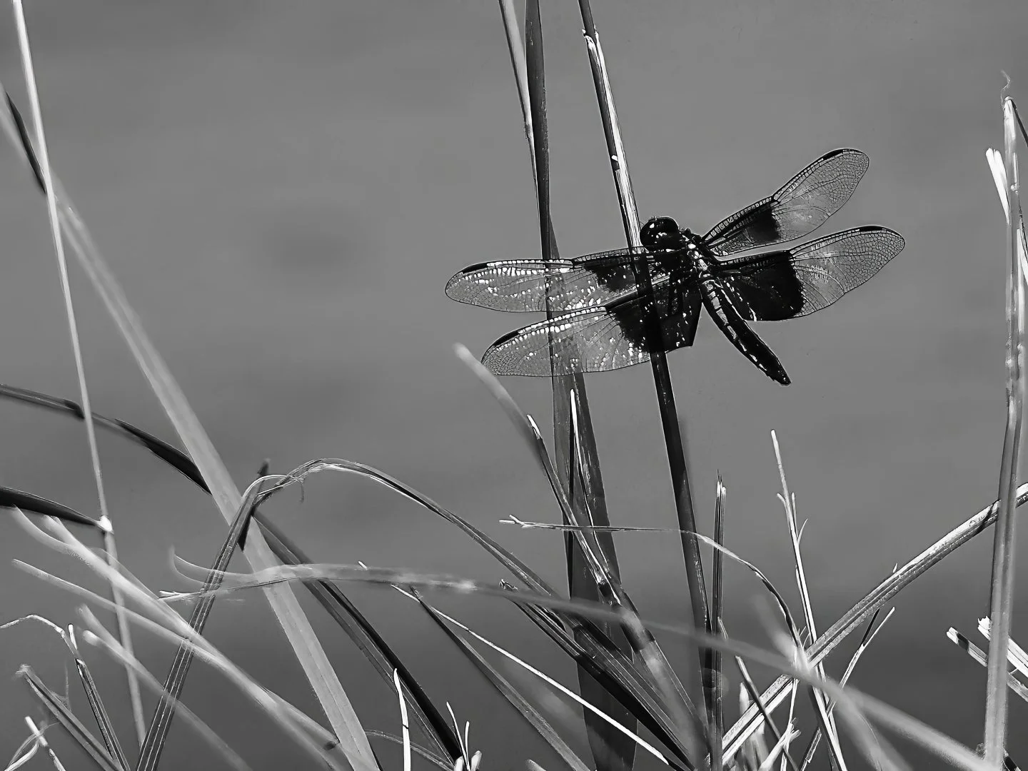 Dragonfly, Troutman Park, Fort Collins (2024)