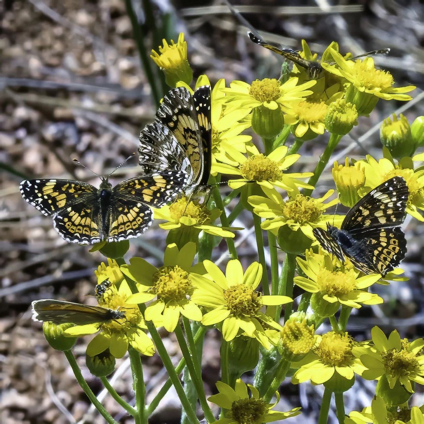 Gorgone Checkerspot Butterflies (5) along Big Hole Wash Trail
