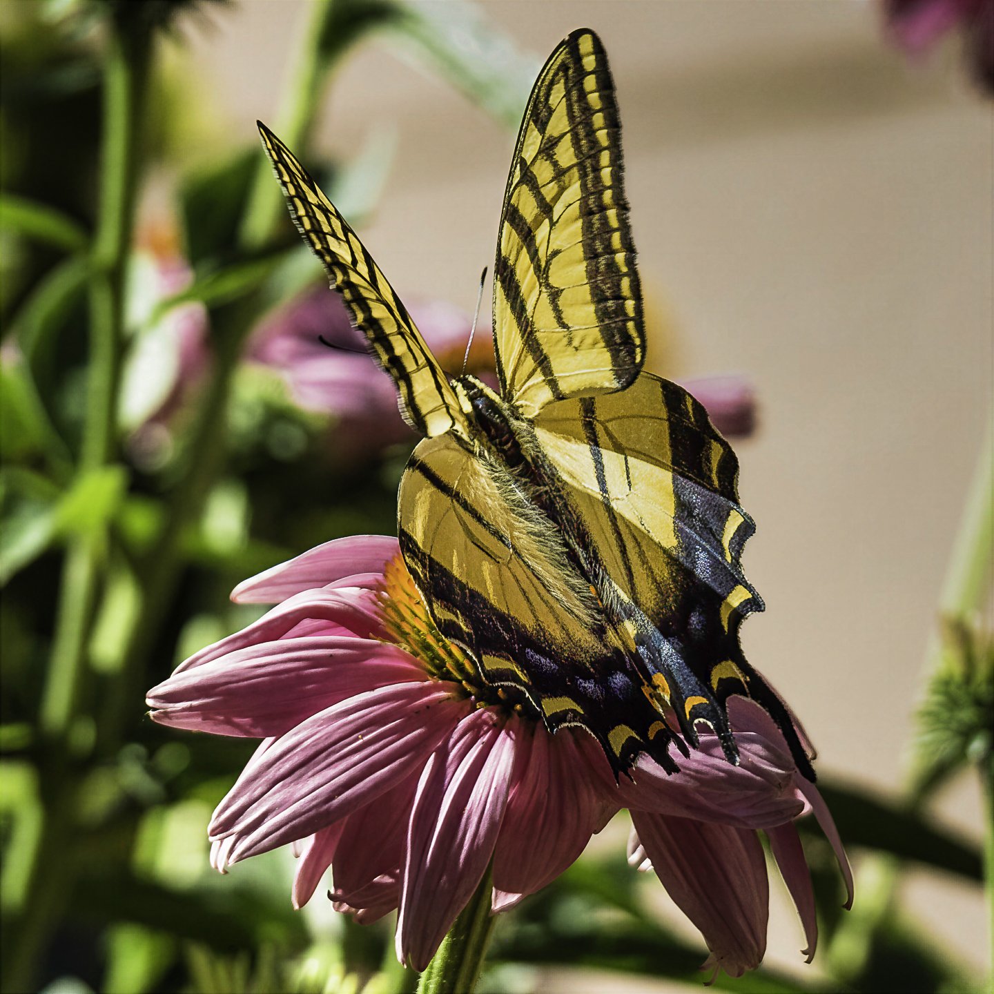 WTigerSwallowtail_7110036-topaz-wonder.jpg