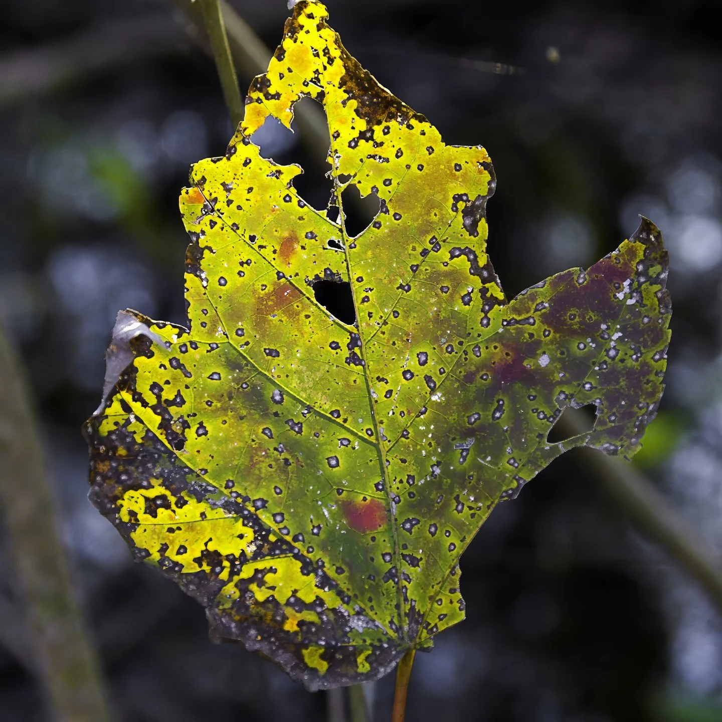 Leaf (2008)