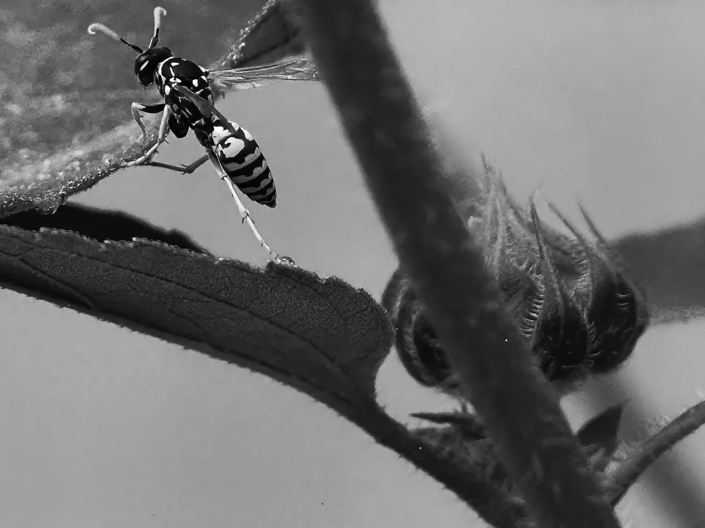 Wasp on sunflower stem, Fort Collins (2025)
