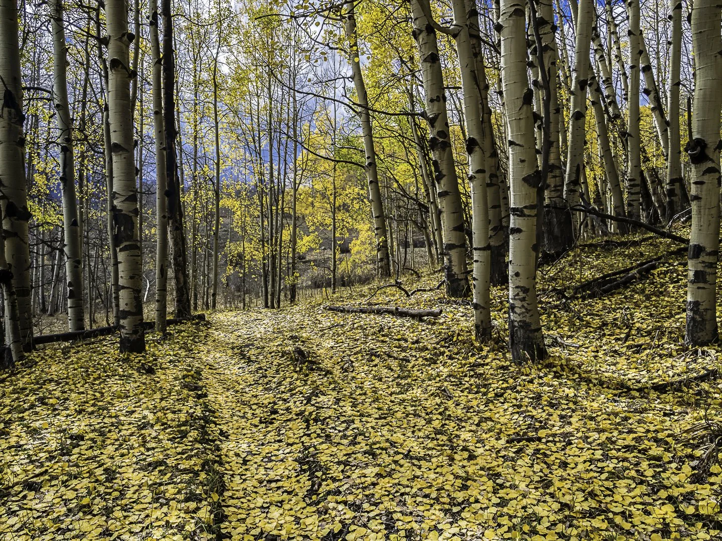 Swampy Pass Trail (2018)