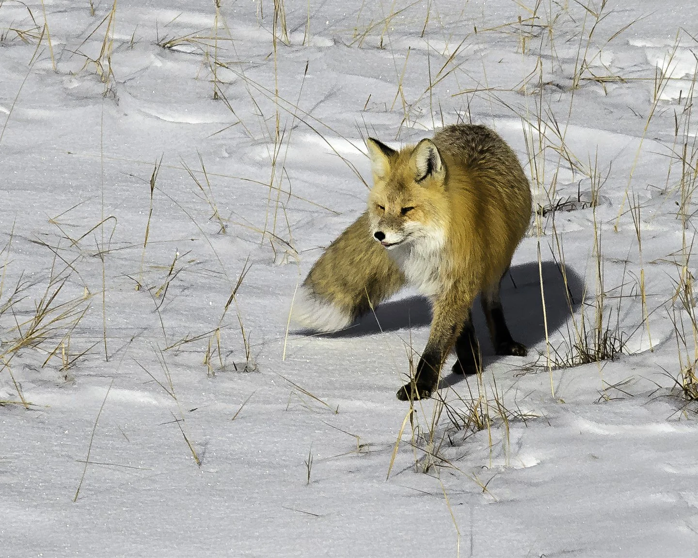 Red Fox, Crested Butte (2025)