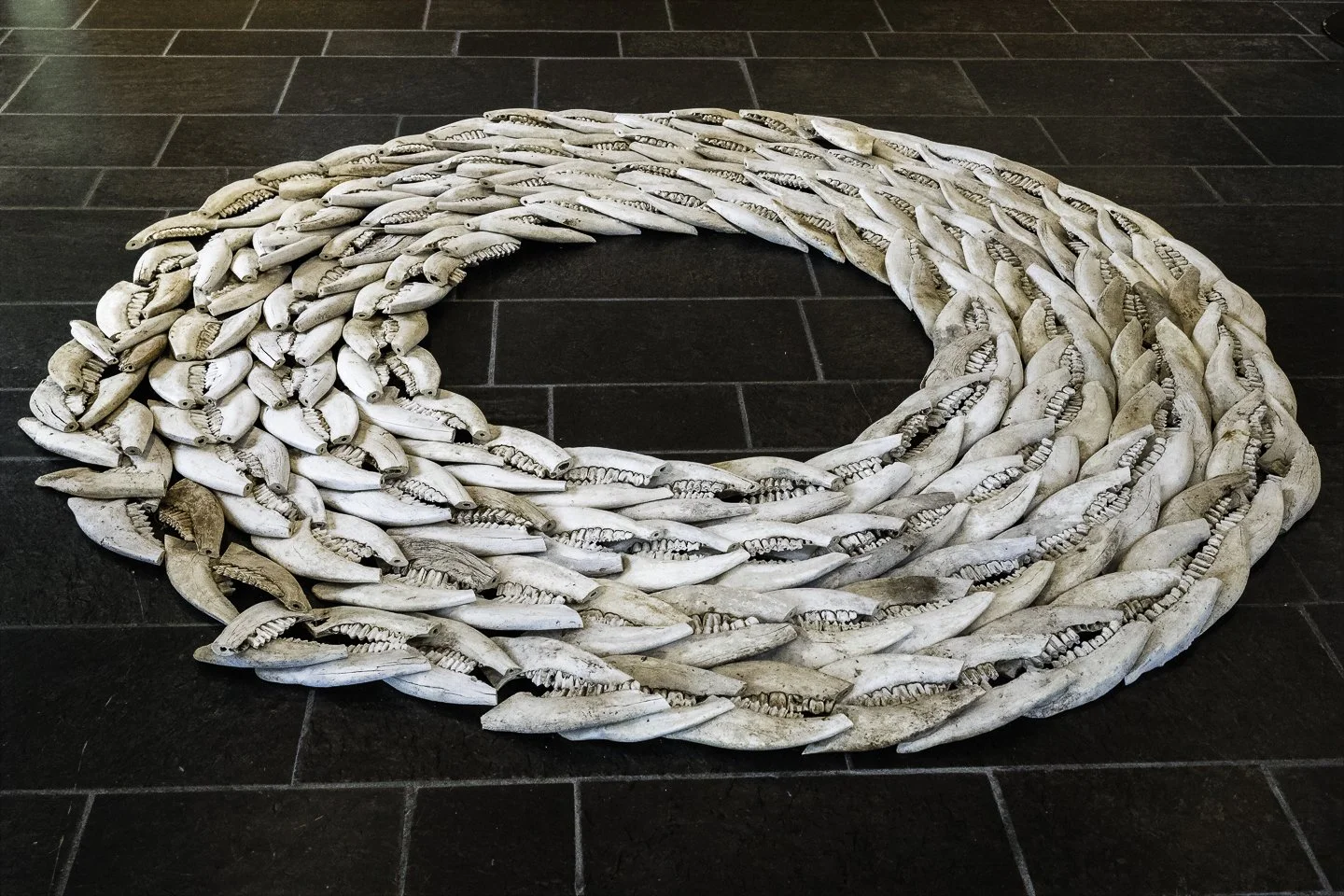 Circle of sheep mandibles at the Norwegian Center