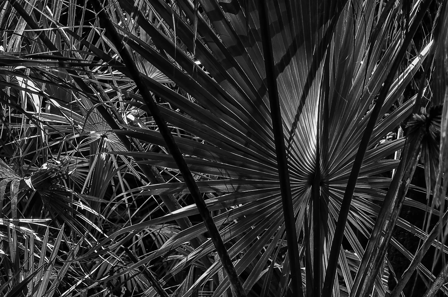 Palmetto (2011)