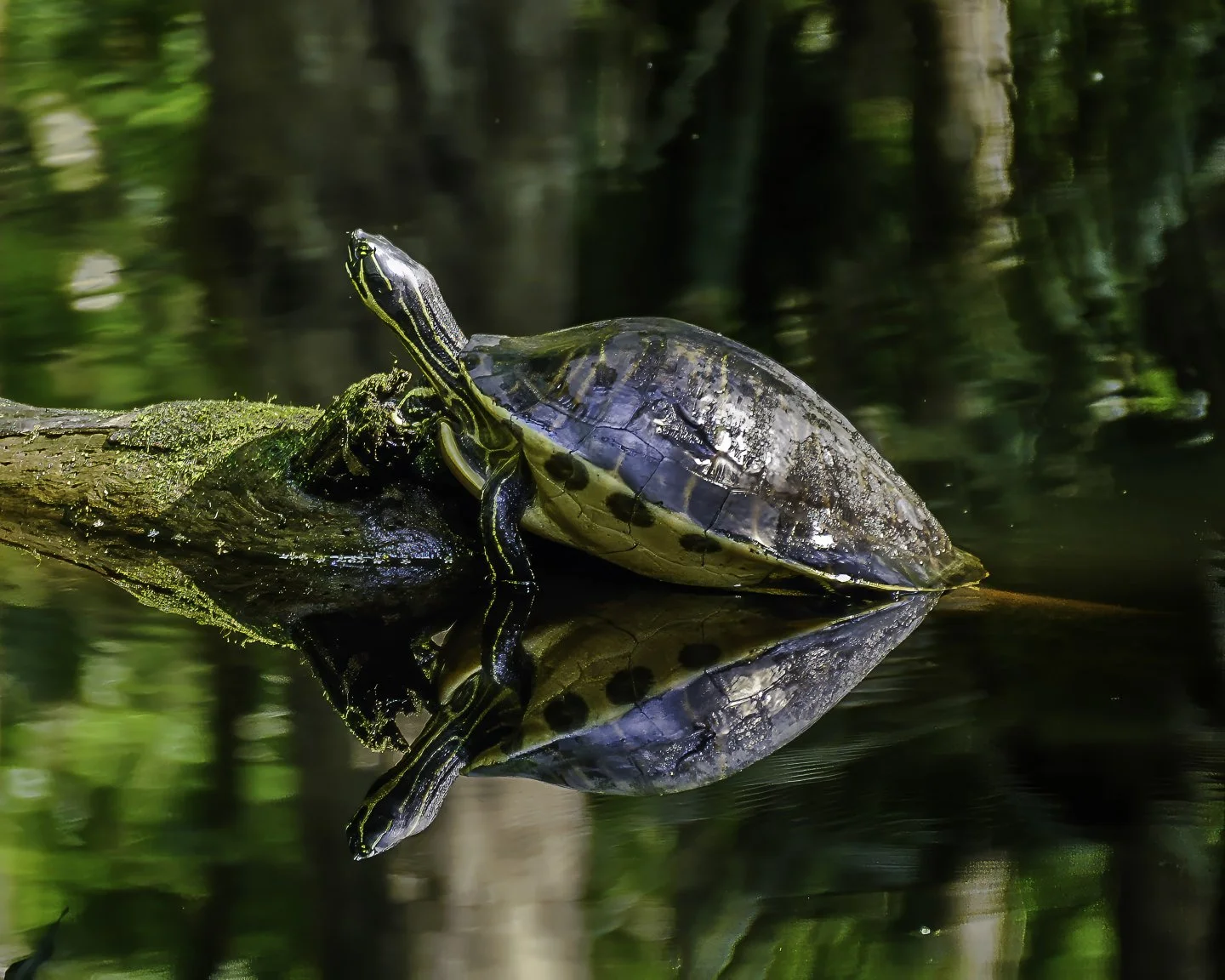 Turtle (2014)