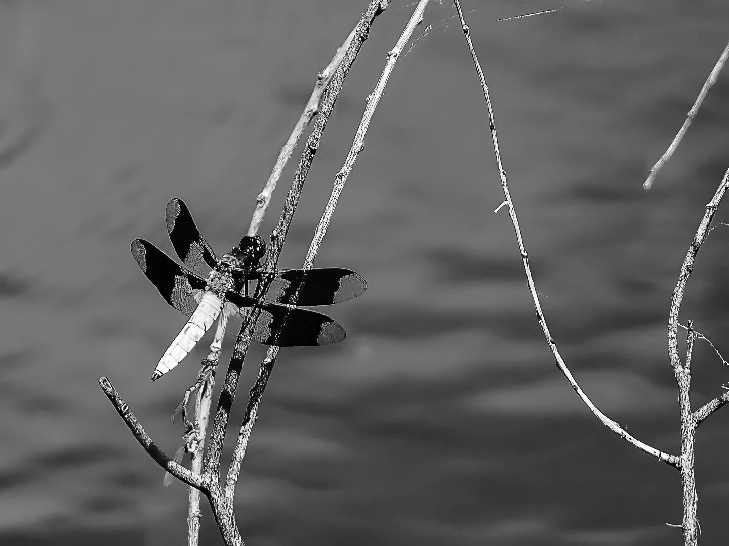 Dragonfly, Troutman Park, Fort Collins (2024)