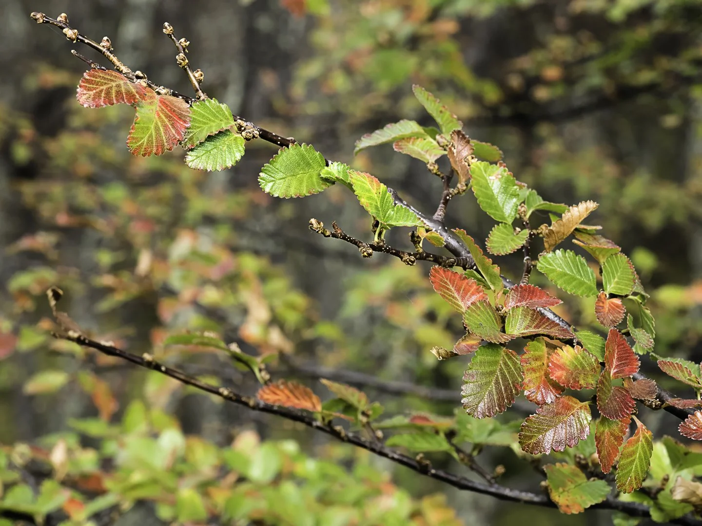 Southern Beech Forest, Los Glaciares National Park, Argentina