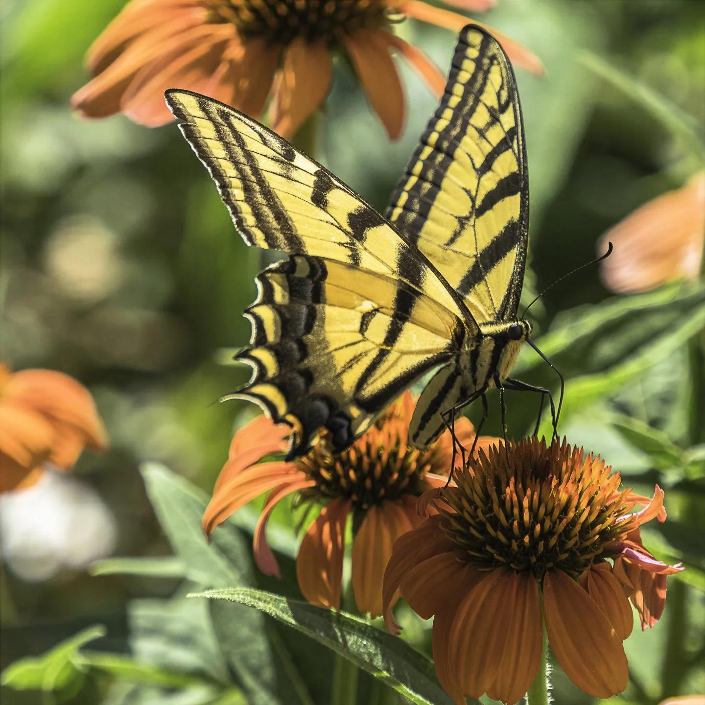 WTigerSwallowtail_7170018-topaz-wonder.jpg