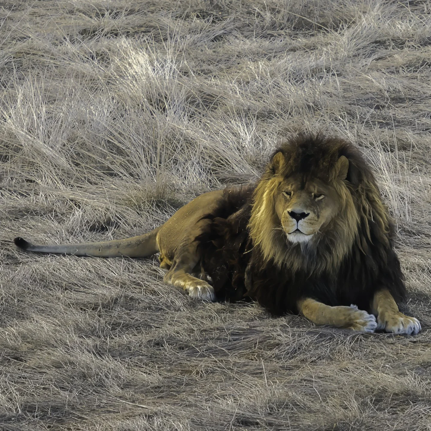 Wild Animal Sanctuary, Keenesburg (2024)