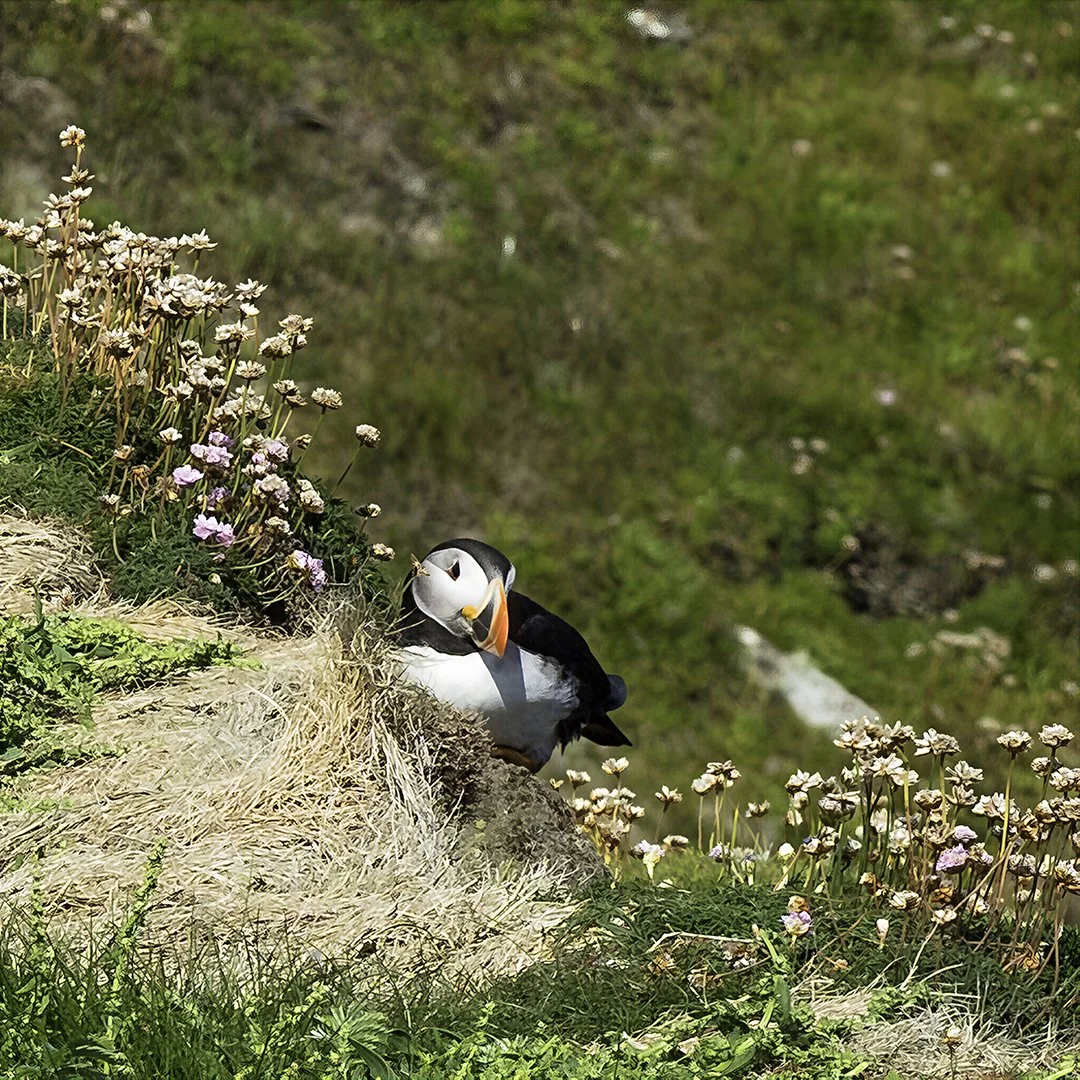 Puffin at Sumburgh Head