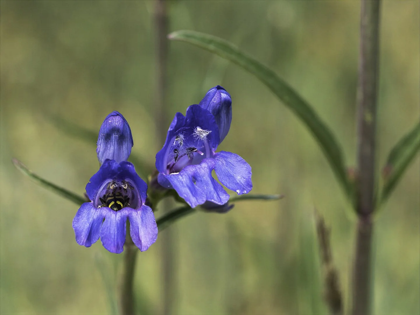 RMPenstemon_6240123-topaz-wonder.jpg
