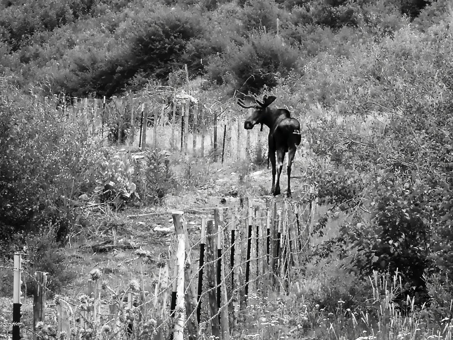 Moose, Carbon Peak near Crested Butte (2025)