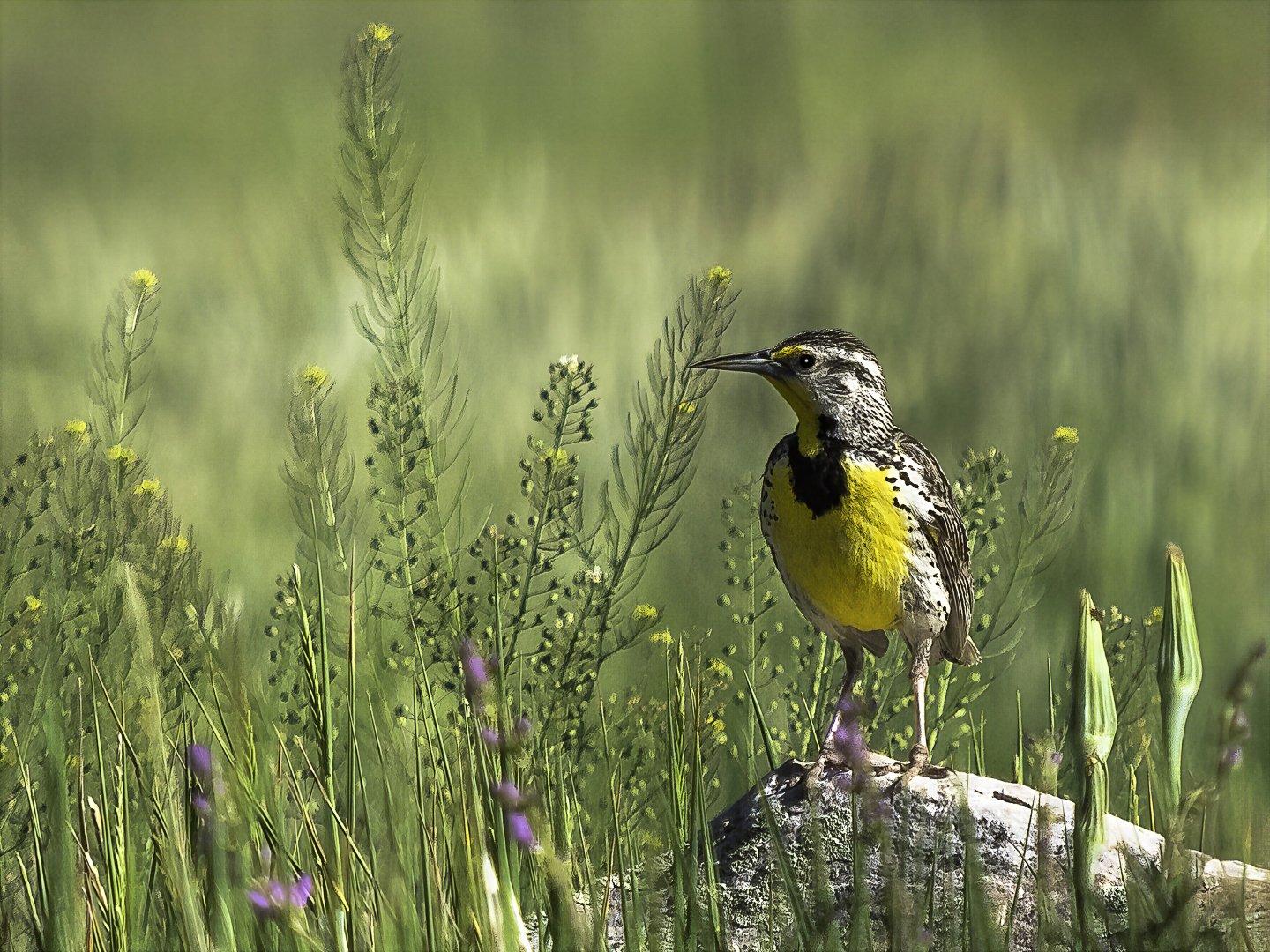 Meadowlark_6210172-Edit-topaz-wonder.jpg