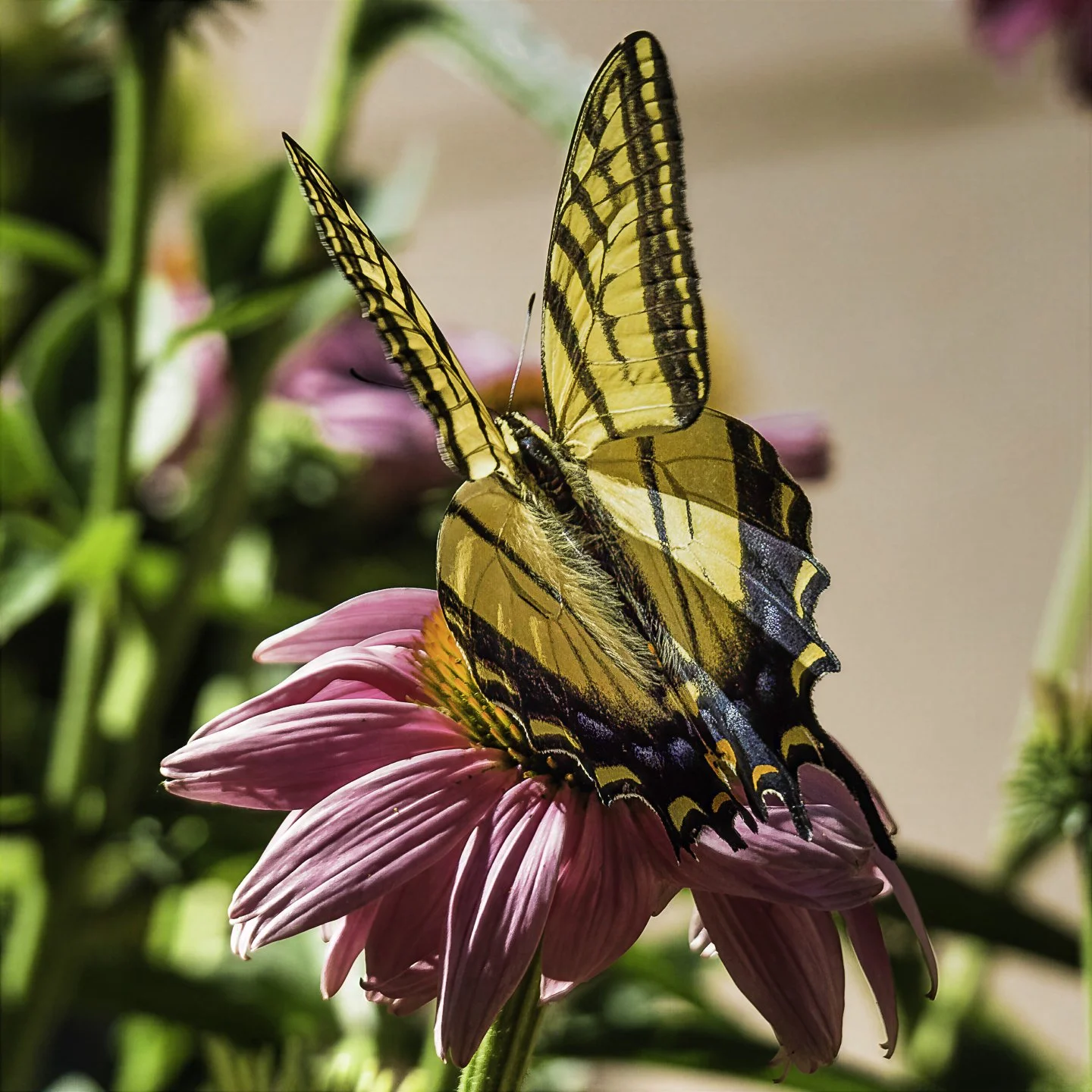WTigerSwallowtail_7110036-topaz-wonder.jpg