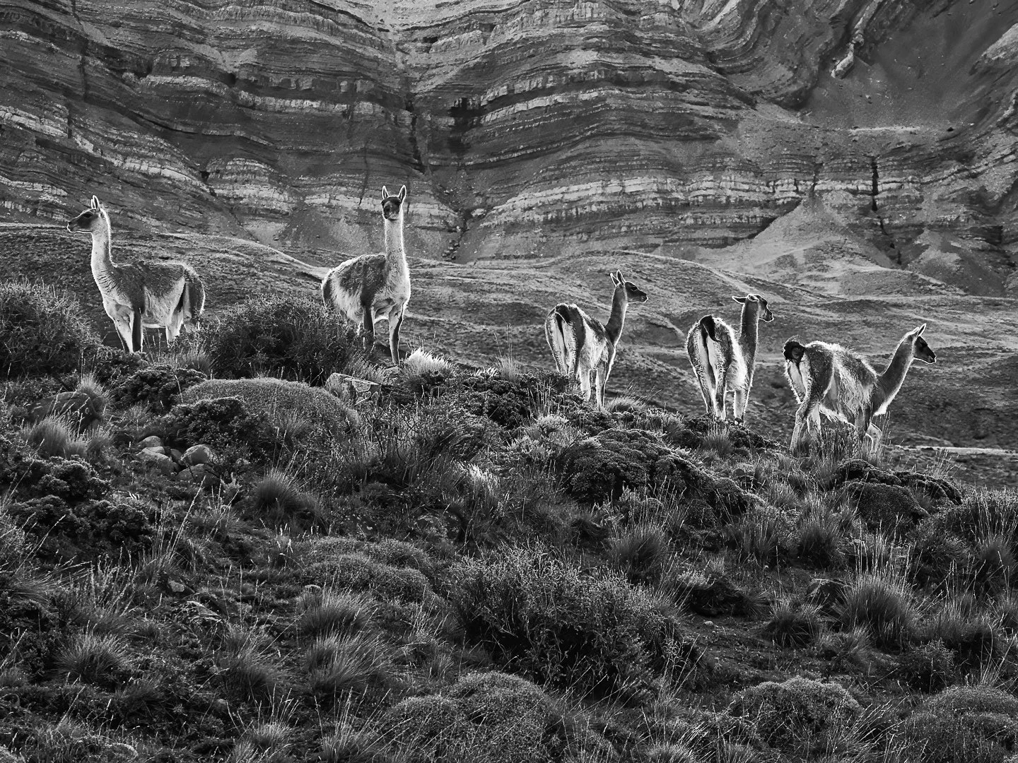Guanacos near El Chalten,  Argentina
