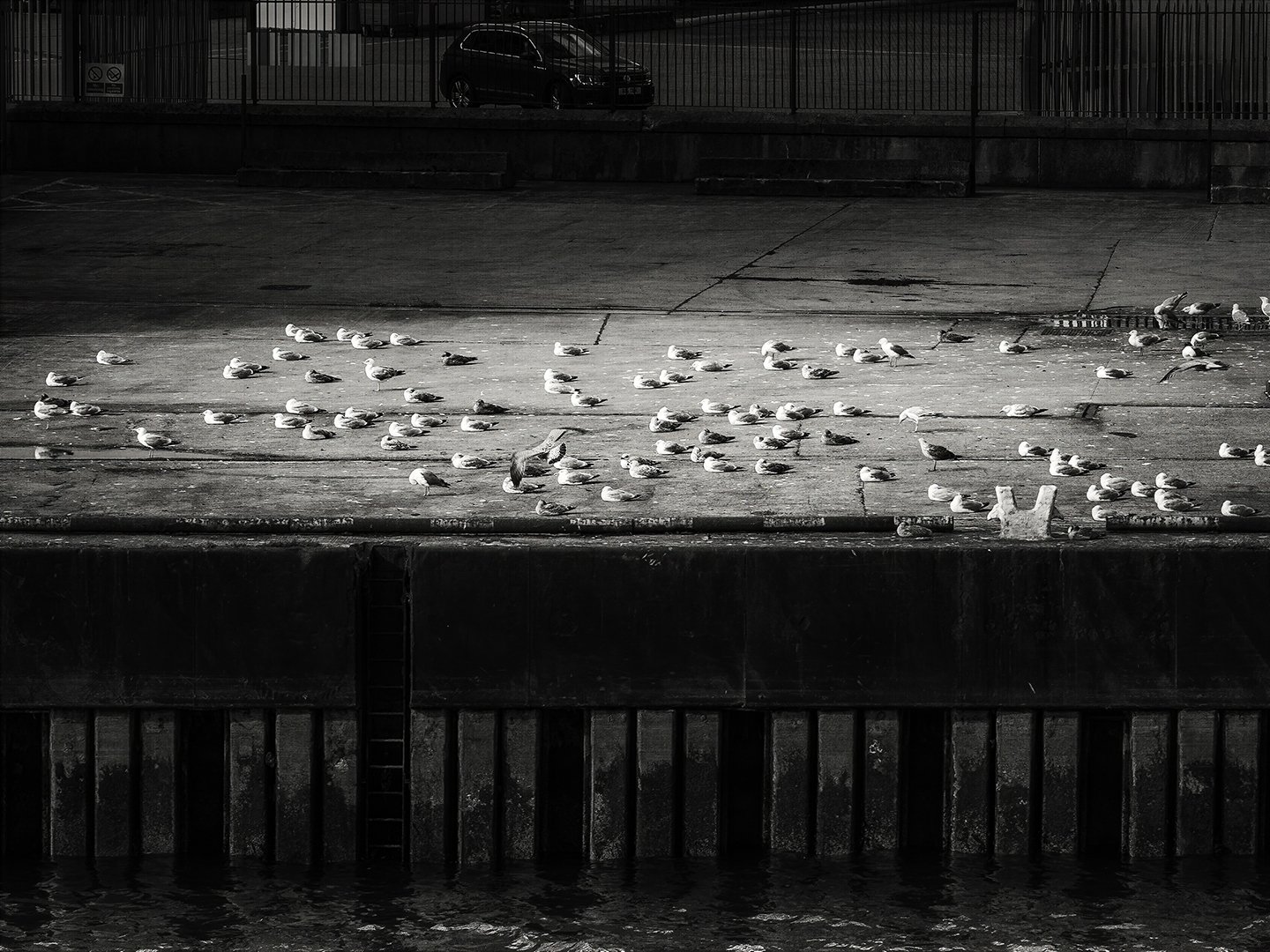 Gulls on a Pier -- Aberdeen
