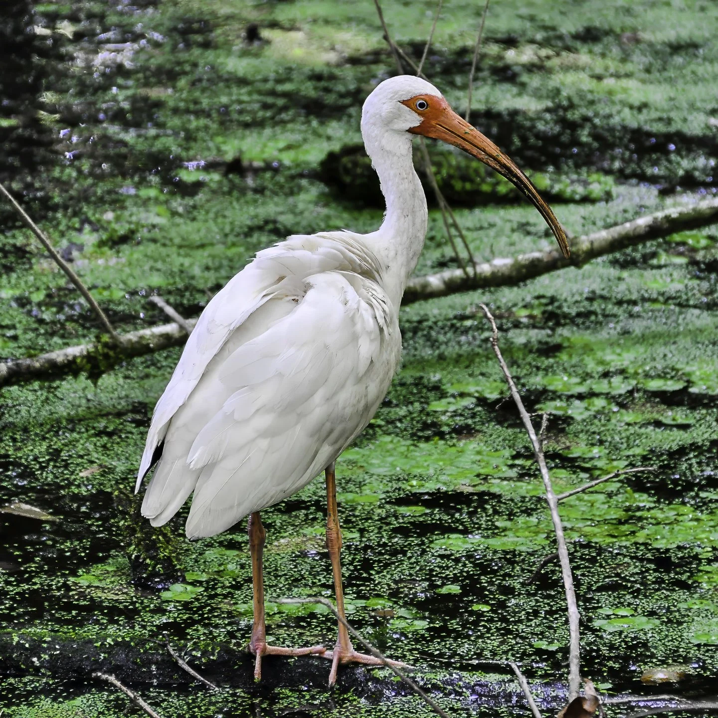 White Ibis (2011)